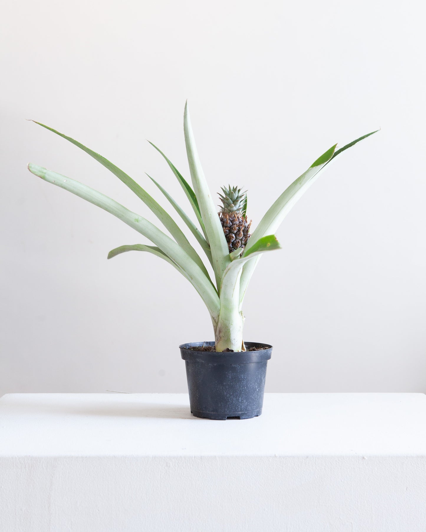 Pineapple Plant: Ananas ananassoides - 6 inch pot