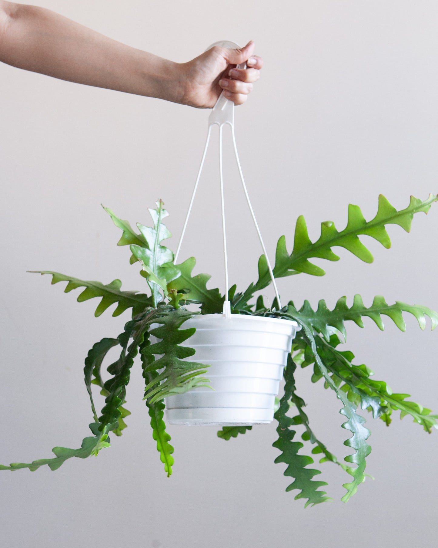 Fishbone Cactus: Disocactus anguliger - 8 inch hanging basket — indoor plant — indoor plant for sale by Promise Supply for delivery and pickup in Toronto.