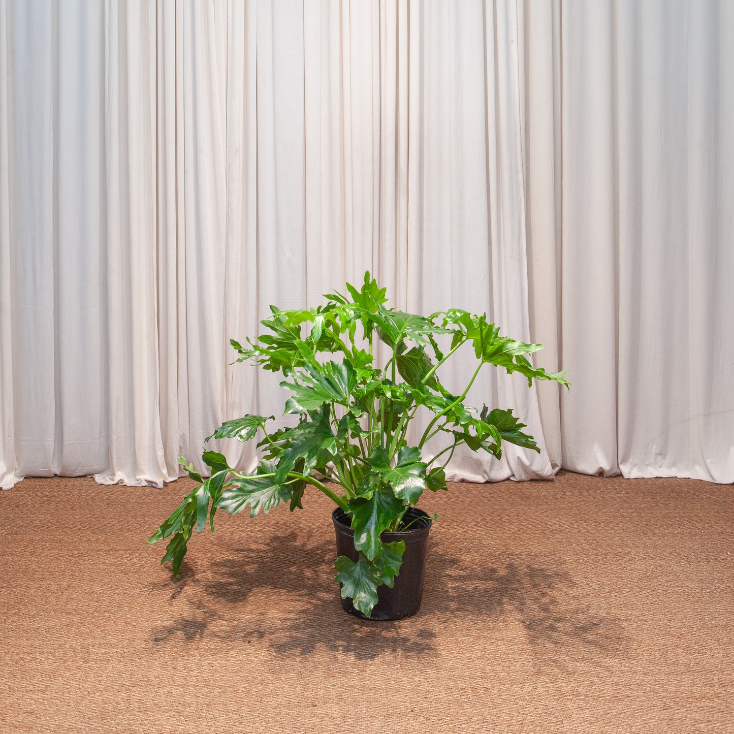 Hope Selloum: Philodendron bipinnatifidum - 8 inch pot - 2-3 foot tall