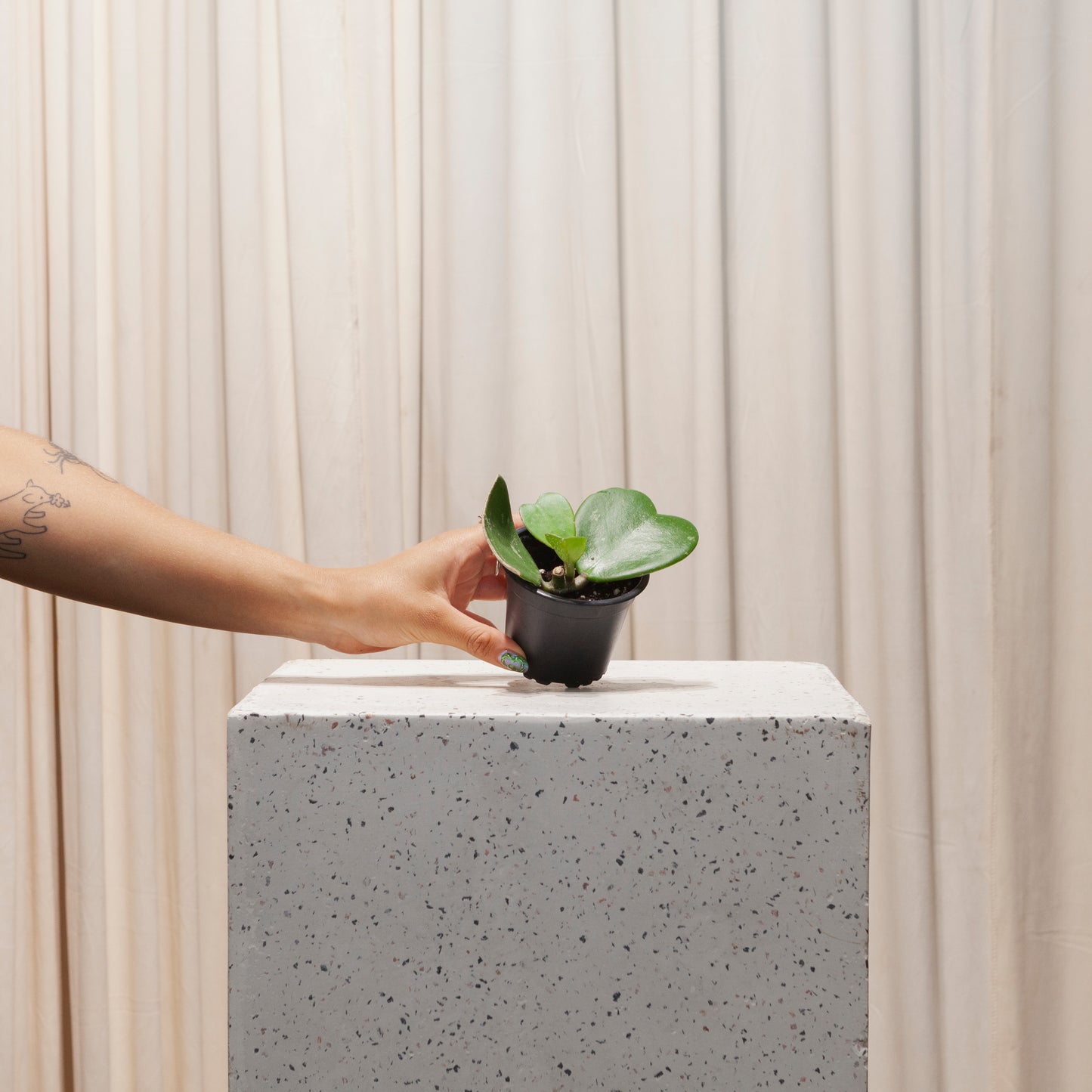 Hoya Heart: Hoya kerrii - 4 inch pot — plant in pot — indoor plant for sale by Promise Supply for delivery and pickup in Toronto.