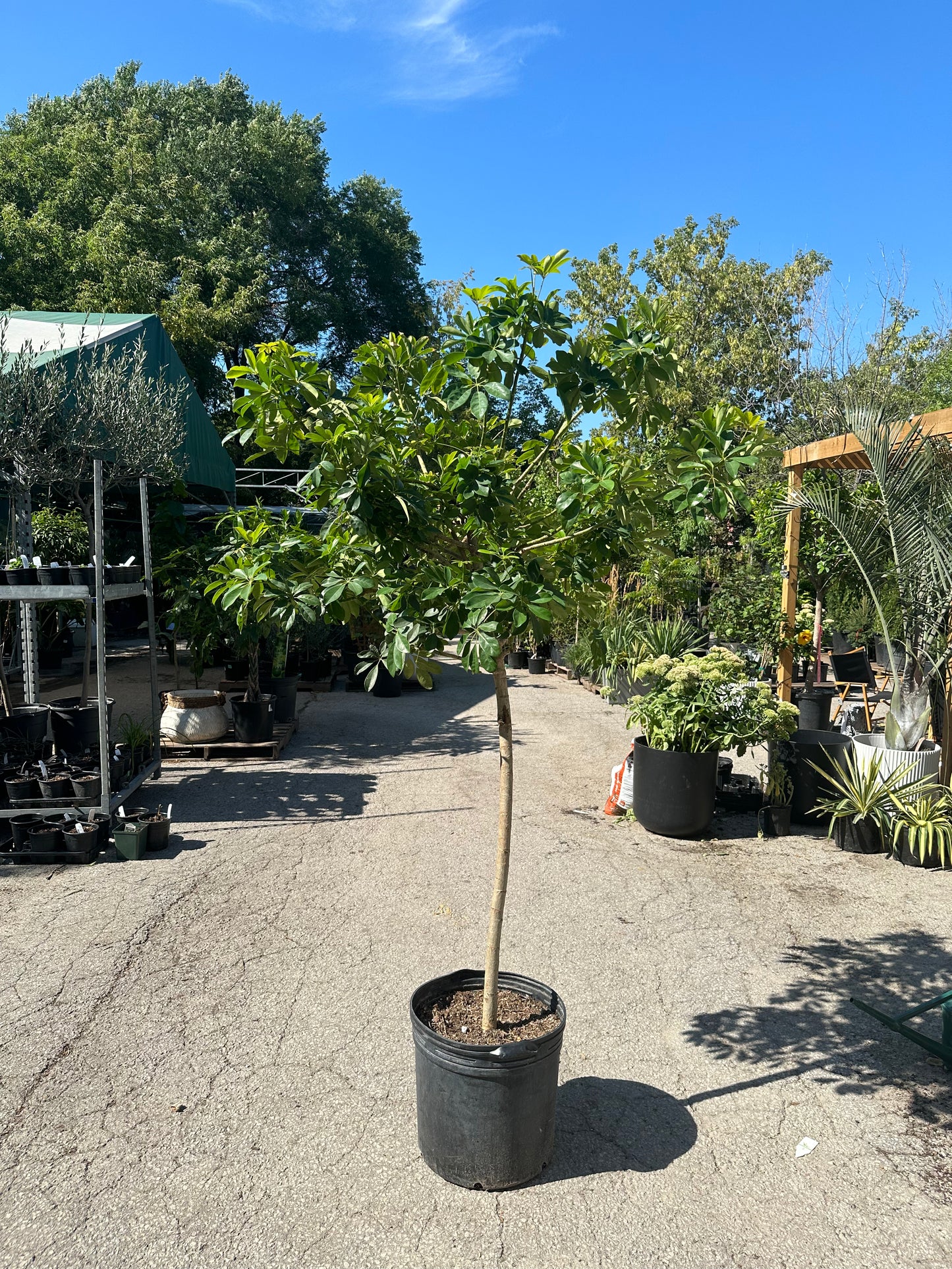 Umbrella Tree: Schefflera arboricola - 17 inch pot - 6-7 foot tall — indoor plant — indoor plant for sale by Promise Supply for delivery and pickup in Toronto.