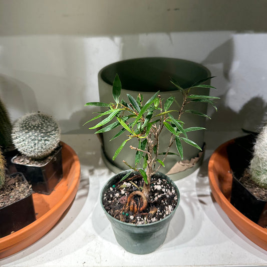 Wonderboom Fig Bonsai: Ficus salicifolia - 4 inch pot