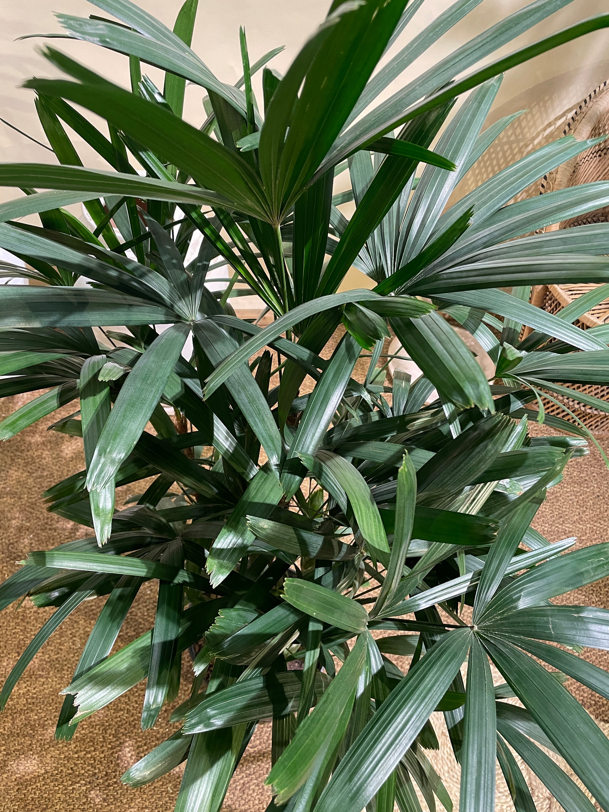 Lady Palm: Rhapis excelsa - 10 inch pot - 3-4 foot tall — indoor plant — indoor plant for sale by Promise Supply for delivery and pickup in Toronto.