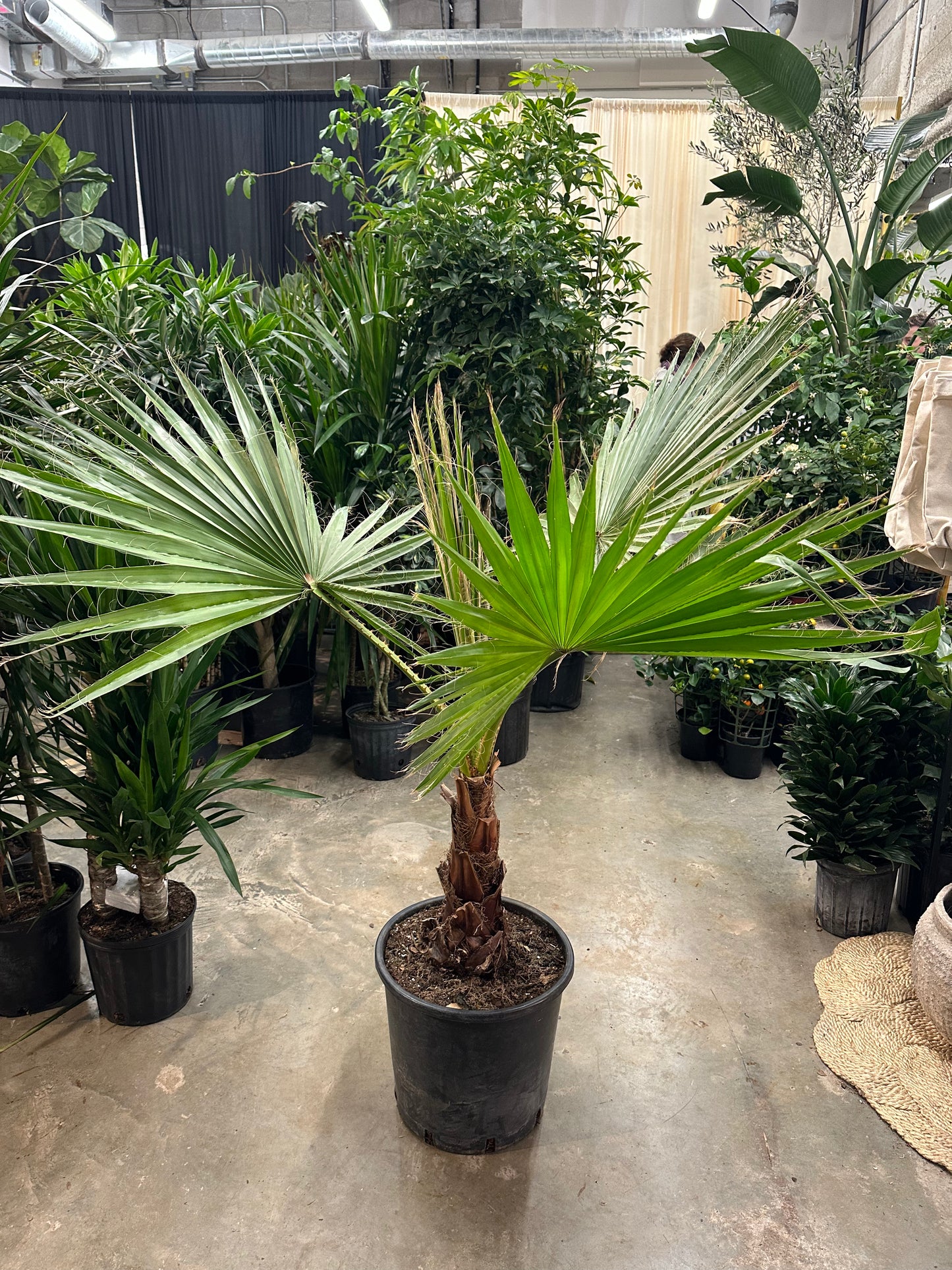 Mexican Fan Palm: Washingtonia robusta - 14 inch pot - 4-5 foot tall