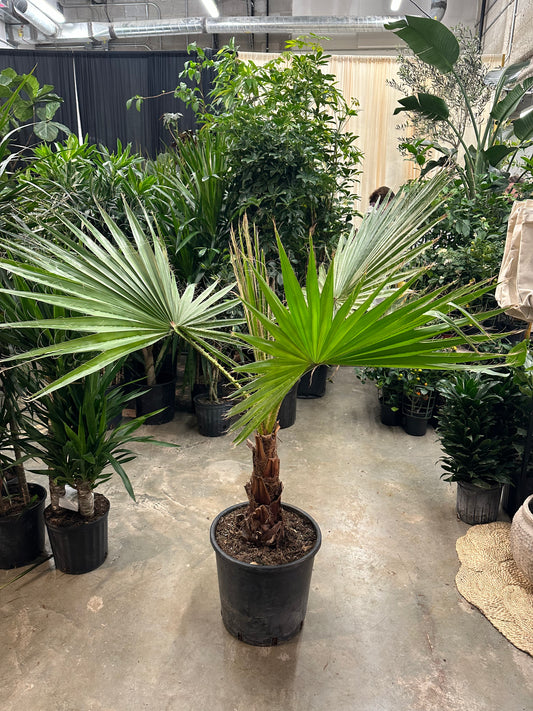 Mexican fan palm: Washingtonia robusta - 14 inch pot - 4-5 foot tall
