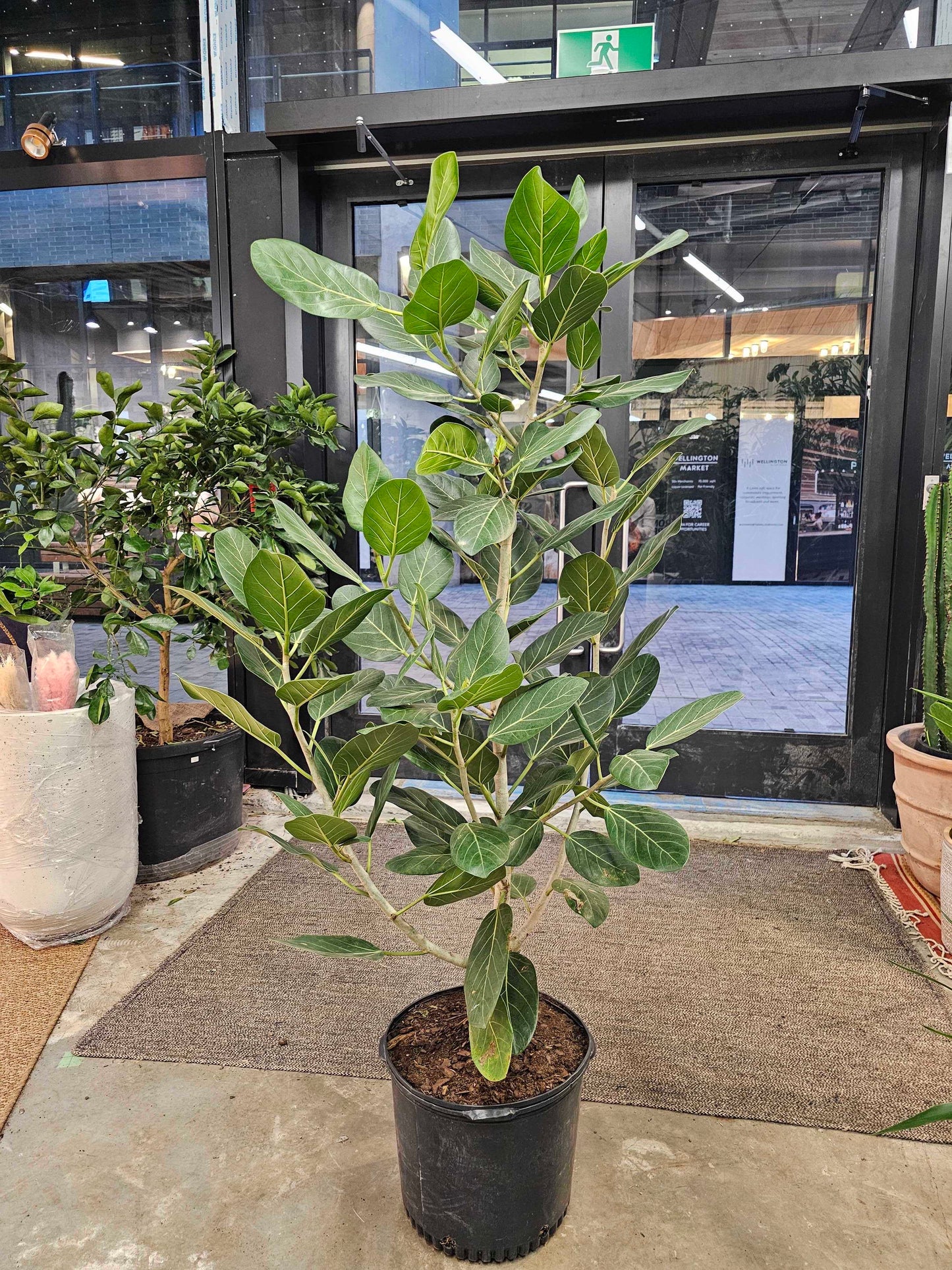 Ficus Audrey Column: Ficus benghalensis - 14 inch pot - 5-6 foot tall
