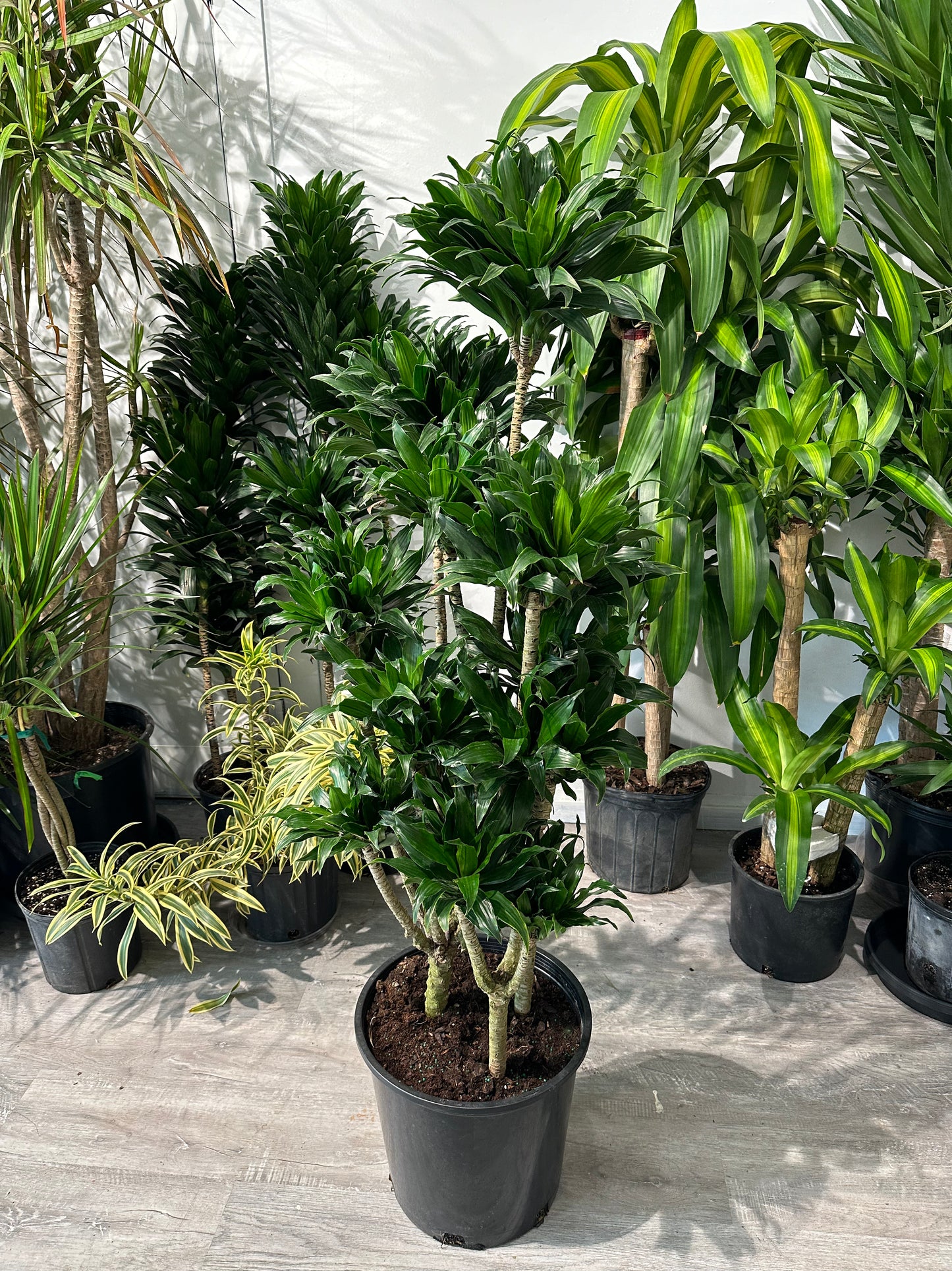 Pom Pom Janet Craig: Dracaena fragrans 'Compacta' - 14 inch pot - 4-5 foot tall — indoor plant — indoor plant for sale by Promise Supply for delivery and pickup in Toronto.