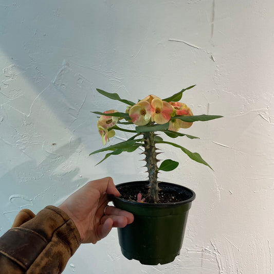 Crown of Thorns: Euphorbia milii - 6 inch pot — indoor plant — indoor plant for sale by Promise Supply for delivery and pickup in Toronto.