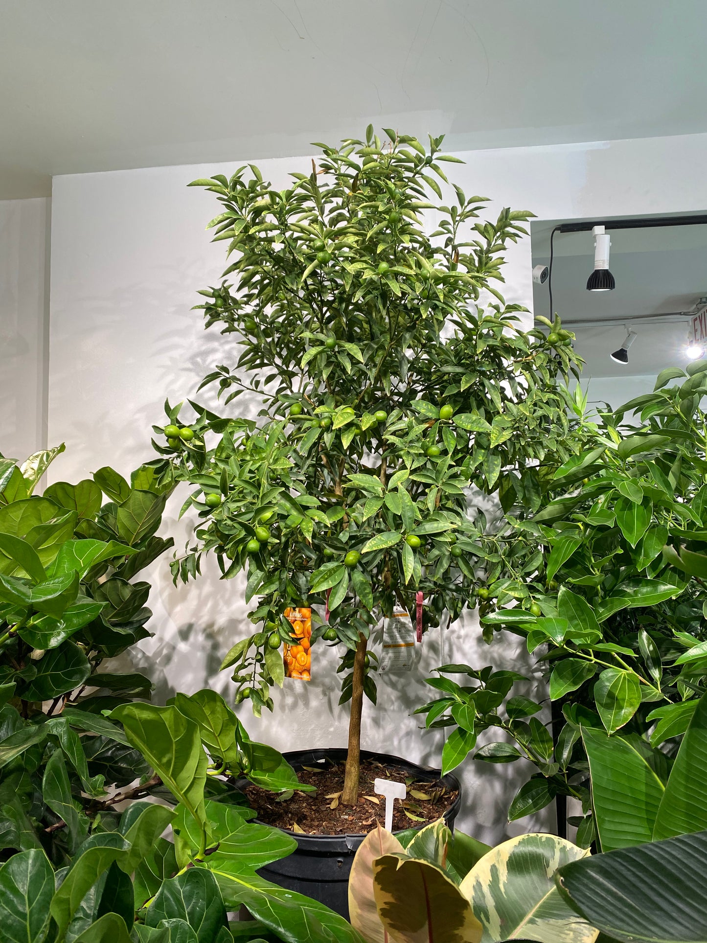 Kumquat Tree: Fortunella - 24 inch pot - 6-6.5 foot tall