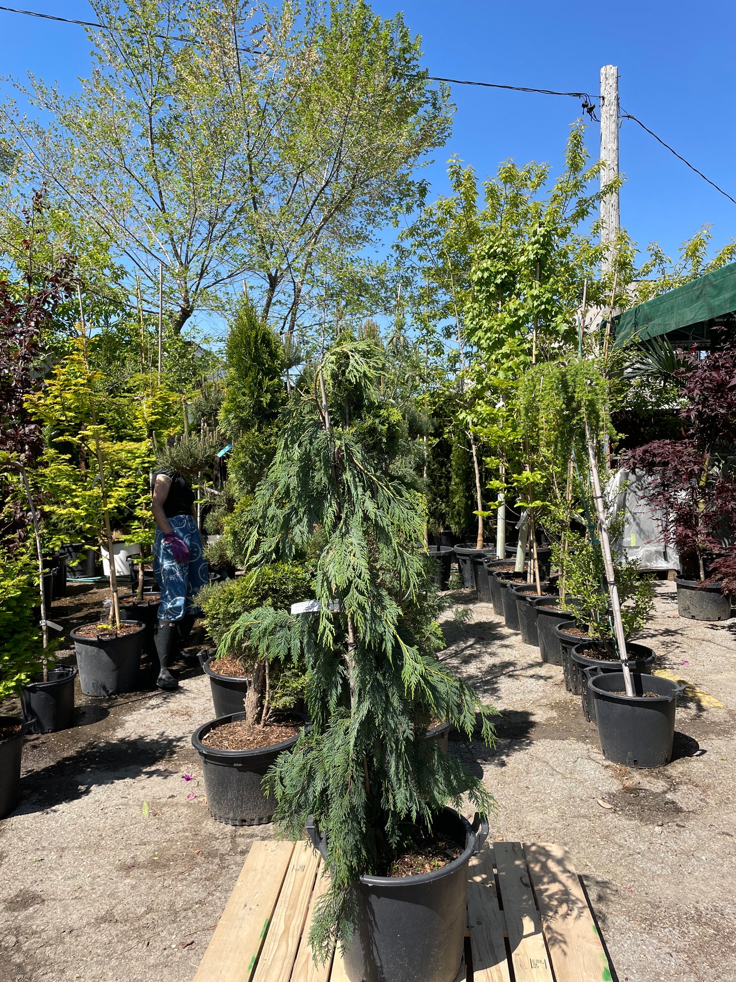 Weeping Nootka Cypress: Chamaecyparis nootka 'Pendula'