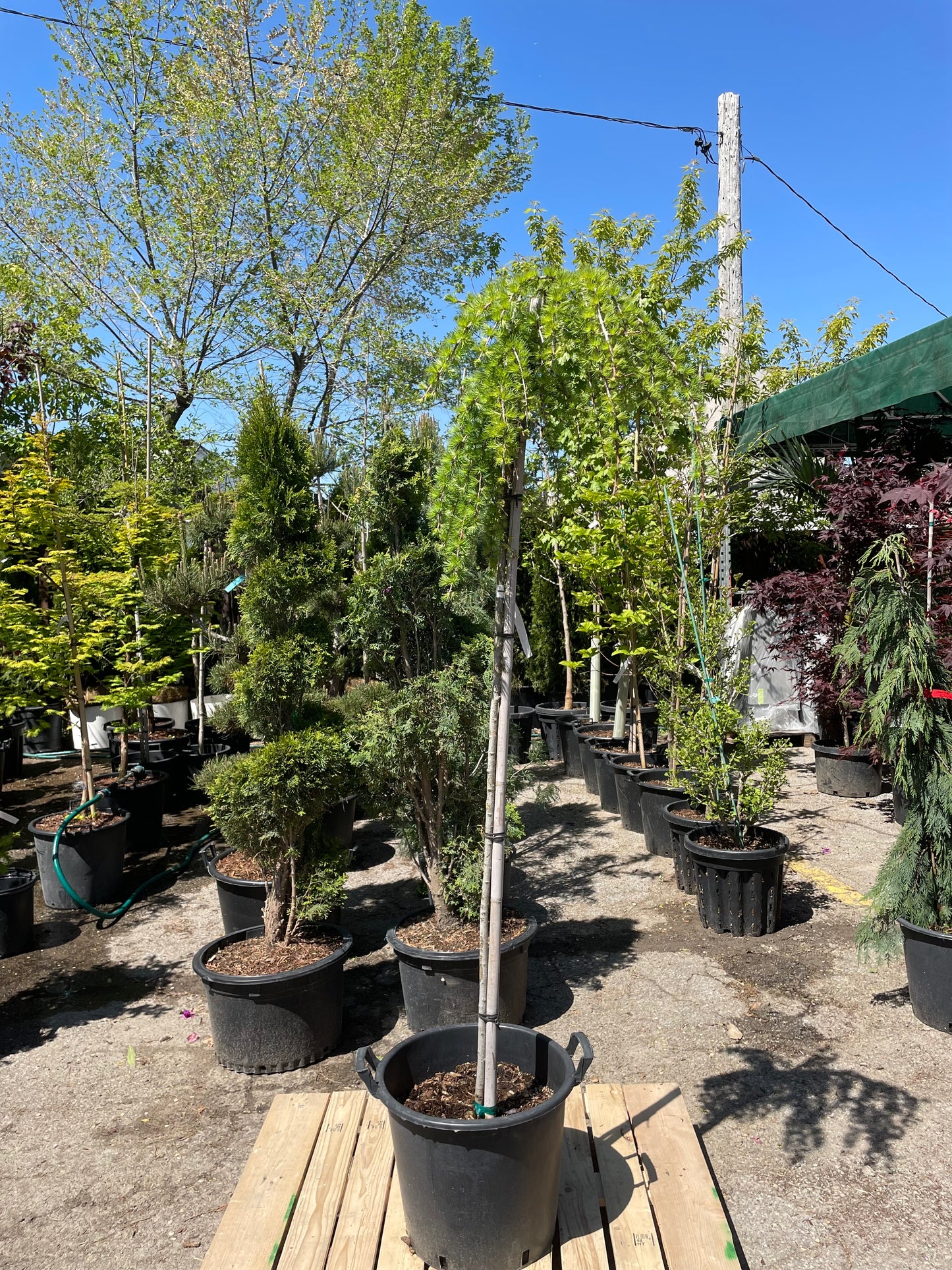 Weeping European Larch: Larix decidua 'Pendula' - 16 inch pot - 5-6 foot tall
