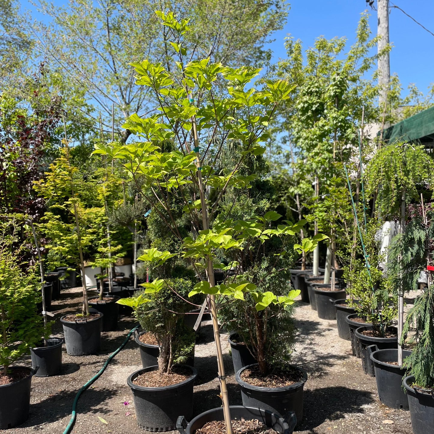 White Flowering Dogwood: Cornus florida Tf - 18 inch Pot - 6-7 Foot Tall