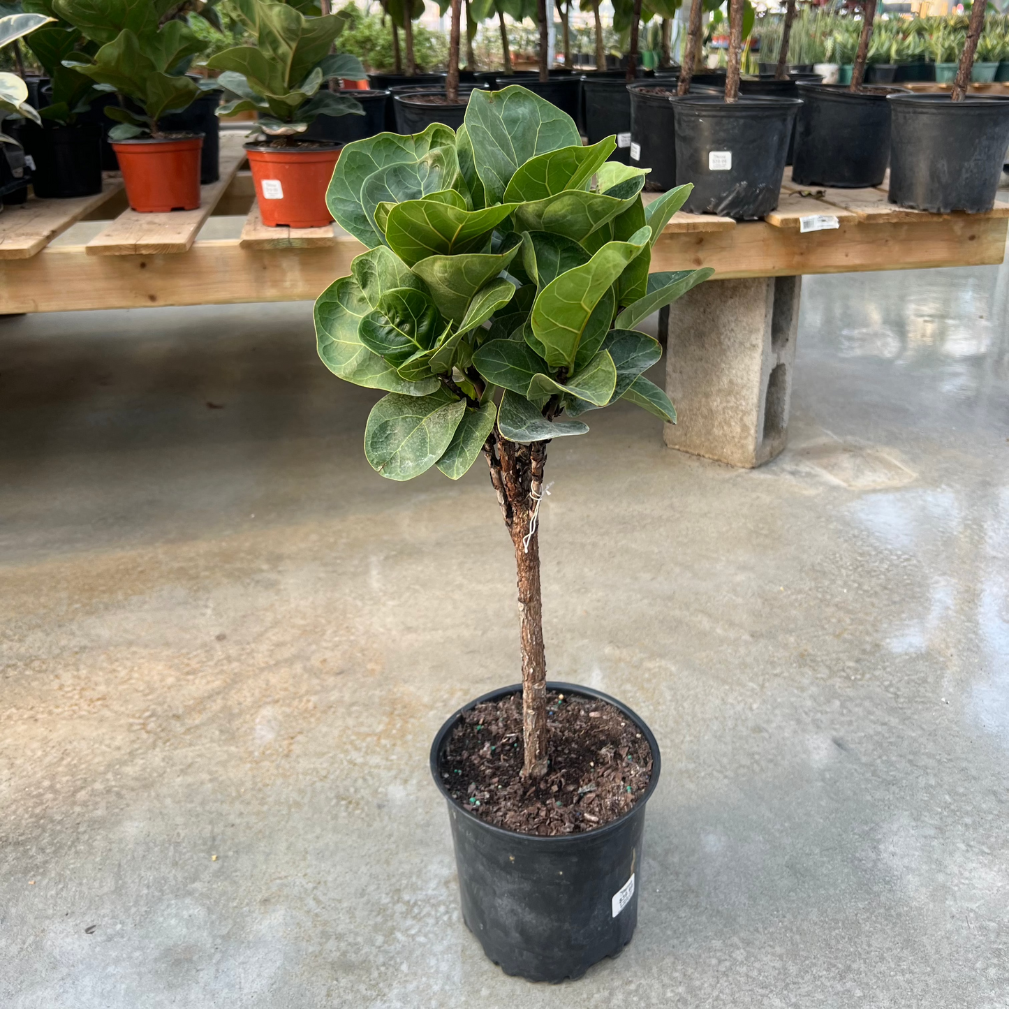 Small Leaf Fiddle Leaf Fig Tree: Ficus lyrata 'Little Sunshine' - 8 inch pot - 2-2.5 foot tall — indoor plant — indoor plant for sale by Promise Supply for delivery and pickup in Toronto.