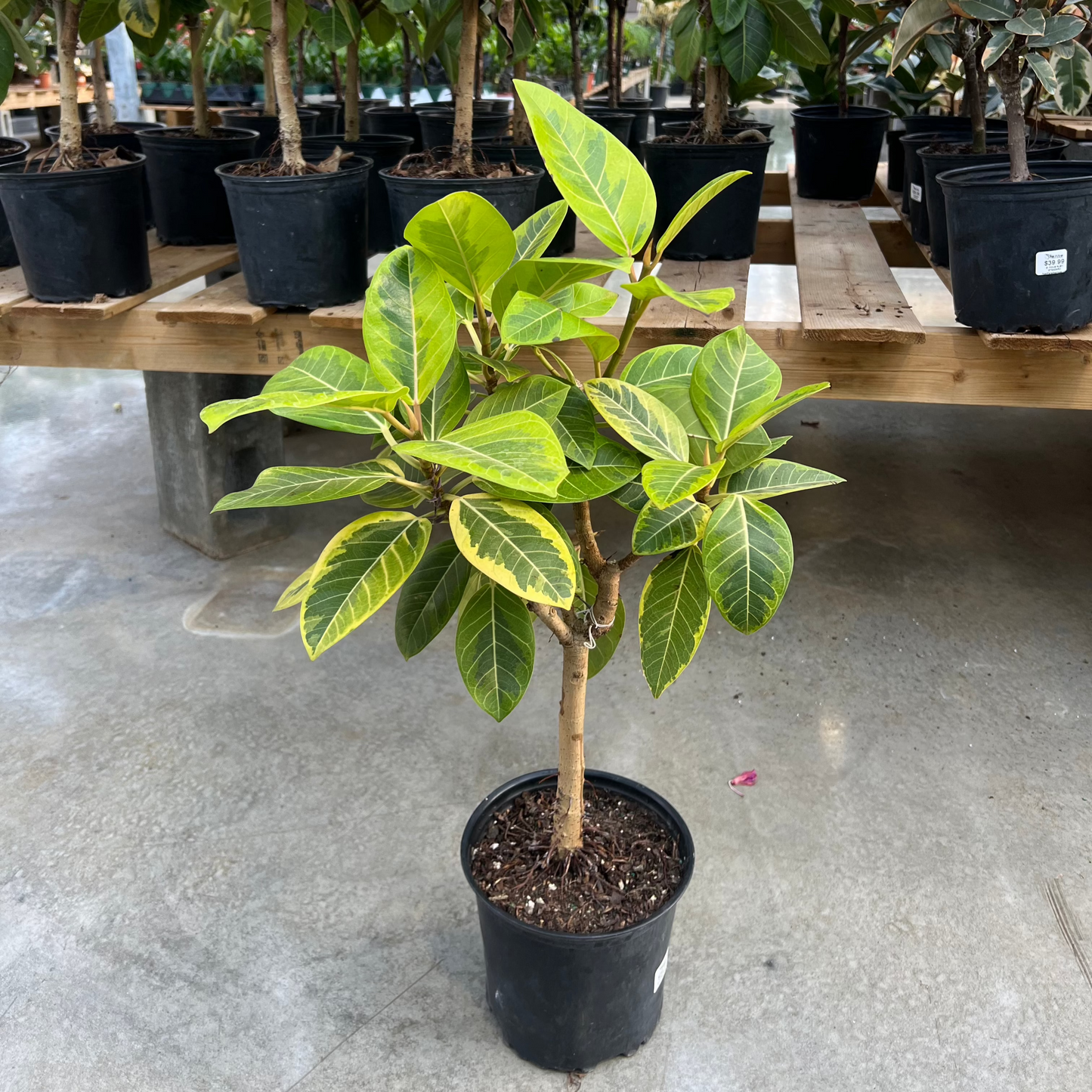 Yellow Gem Fig Tree: Ficus altissima - 8 inch pot - 2.5-3 foot tall