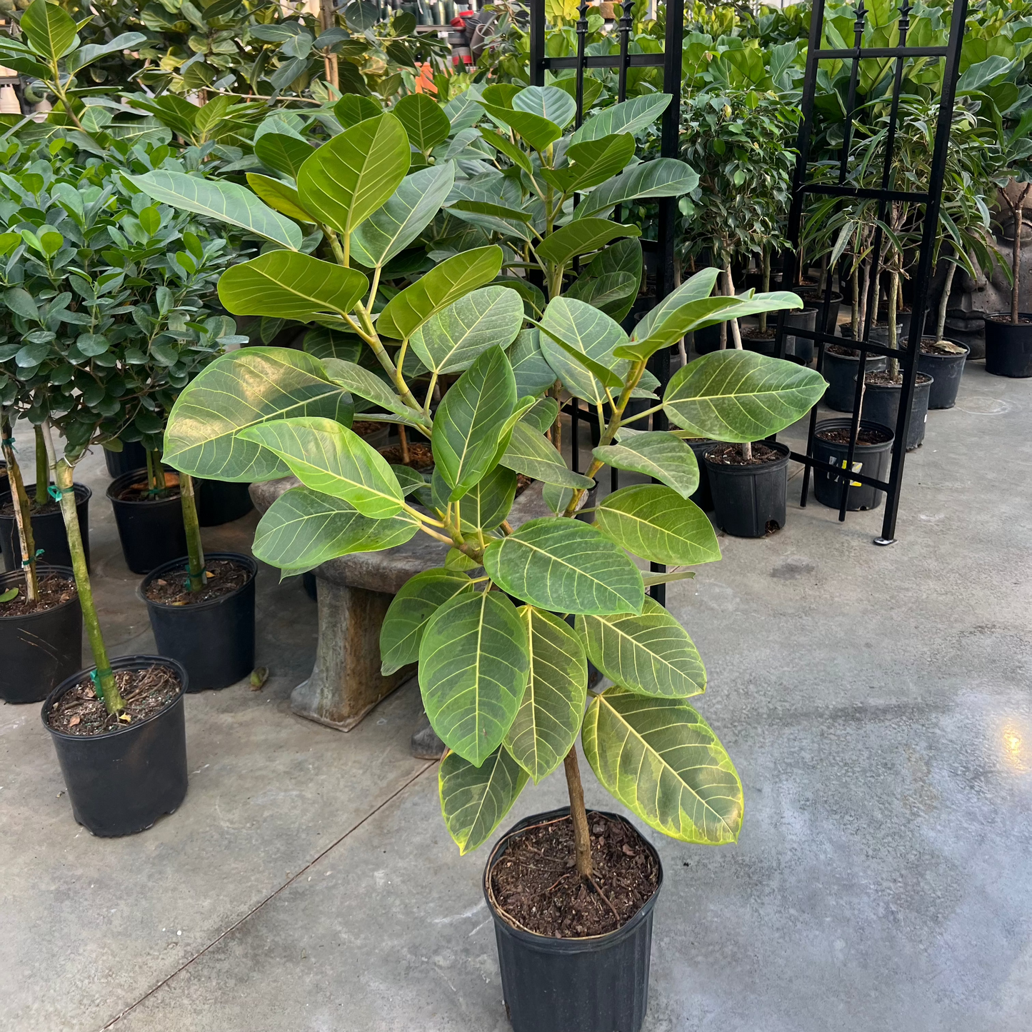 Yellow Gem Fig Tree: Ficus altissima - 10 inch pot - 4-5 foot tall — indoor plant — indoor plant for sale by Promise Supply for delivery and pickup in Toronto.