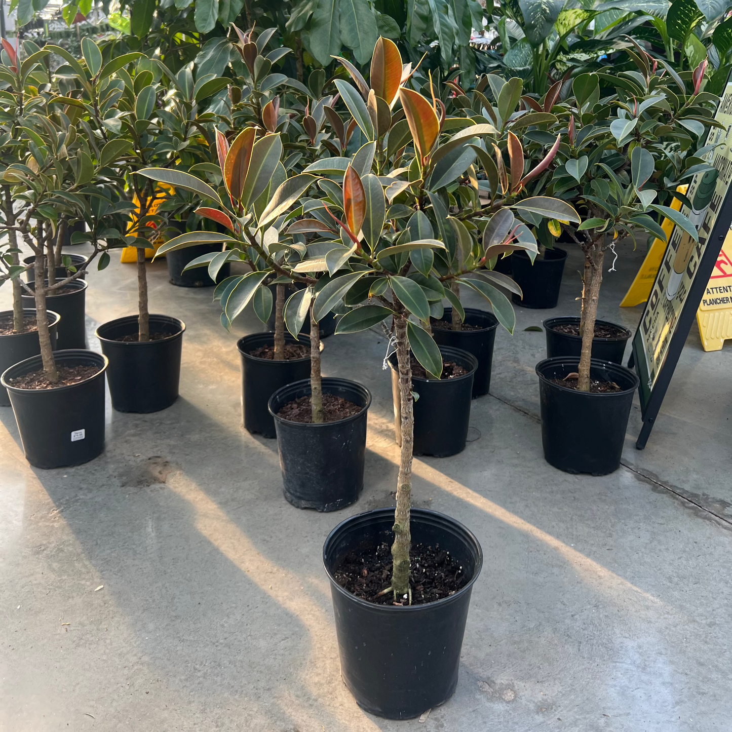 Melany Rubber Tree: Ficus elastica - 10 inch pot - 3 foot tall