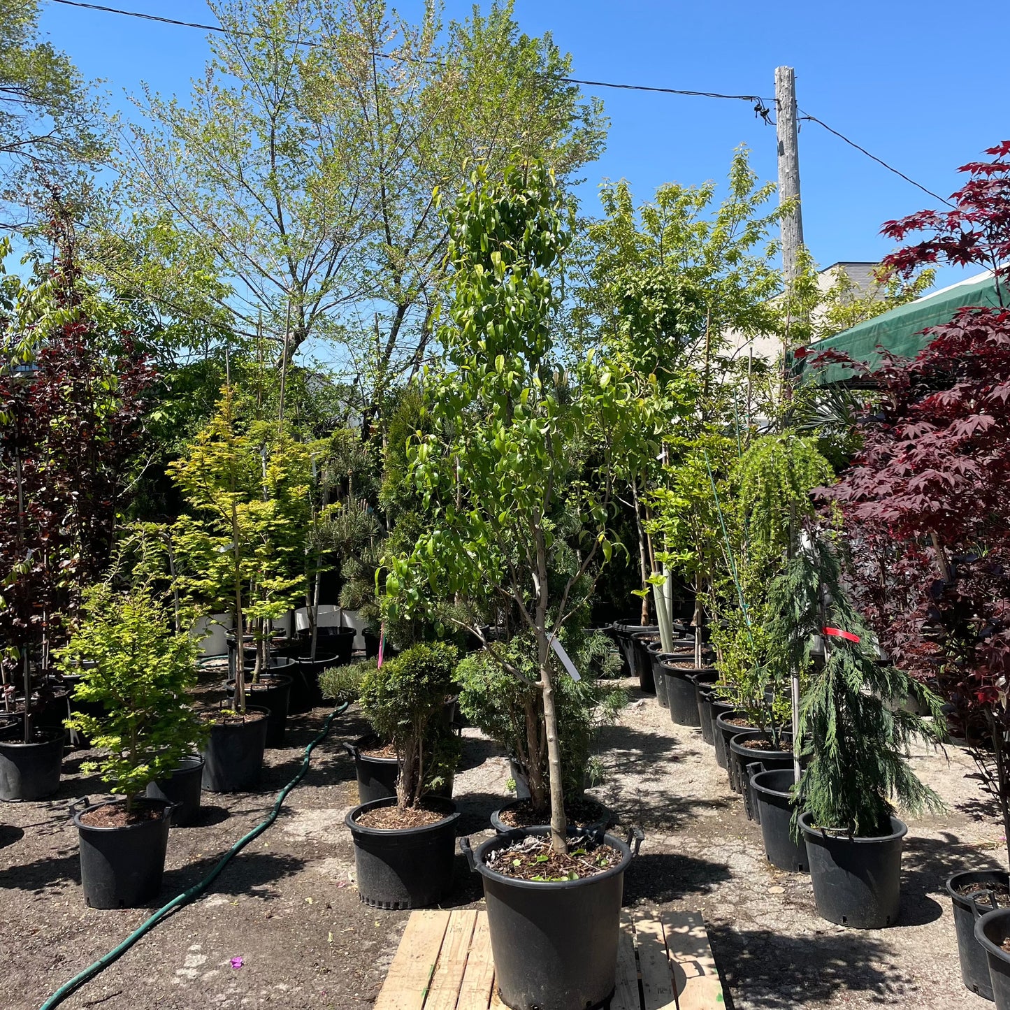Anjou Pear Tree: Pyrus communis - 20 Inch Pot - 10+ Foot Tall