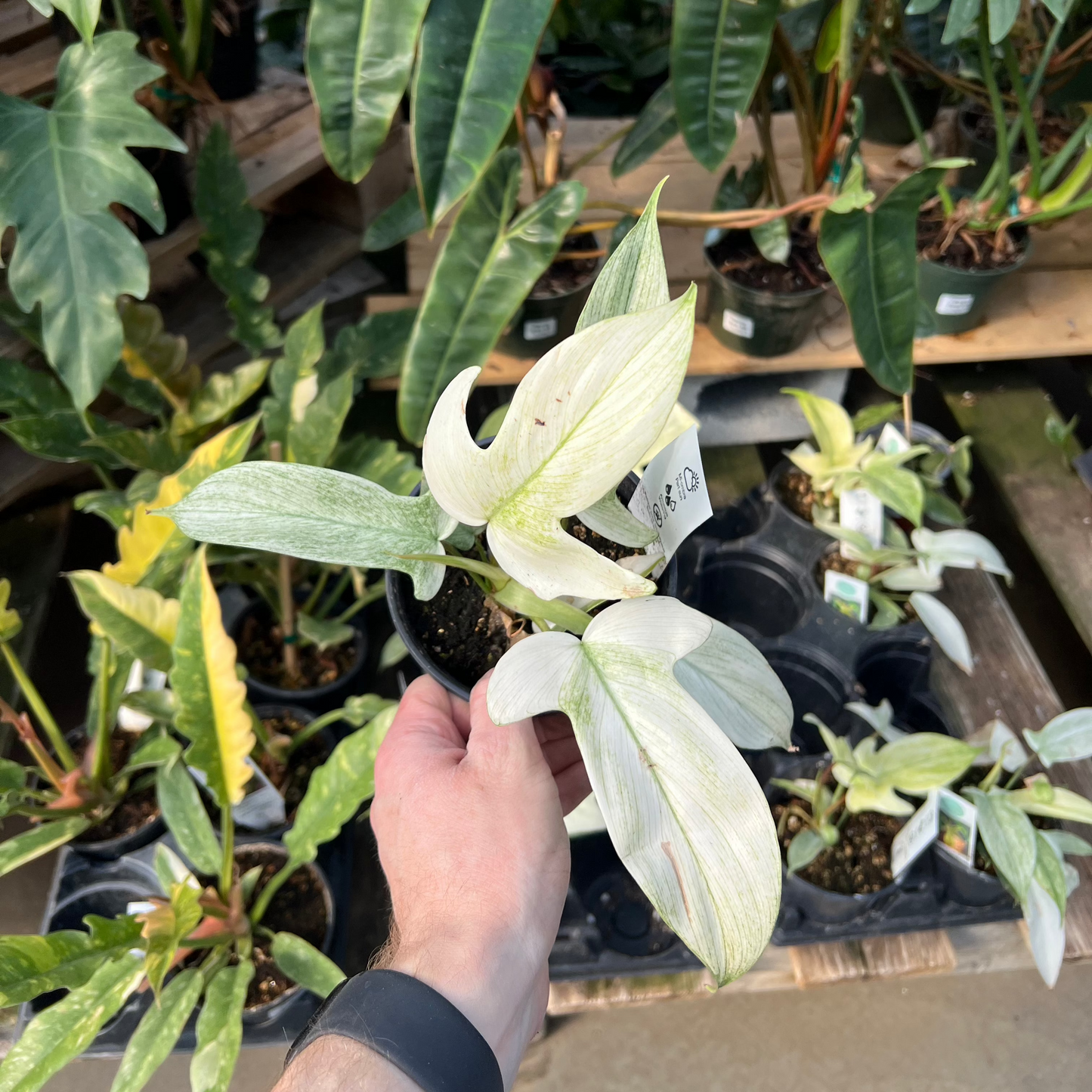 Florida Ghost: Philodendron - 5 inch pot — indoor plant — indoor plant for sale by Promise Supply for delivery and pickup in Toronto.