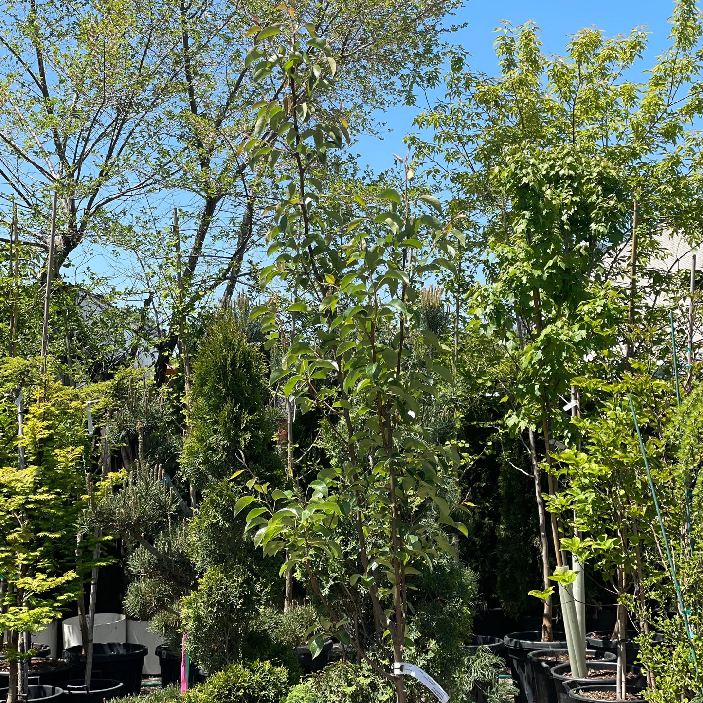 Red Bartlett Pear Tree: Pyrus - 17 Inch Pot - 10+ Feet Tall