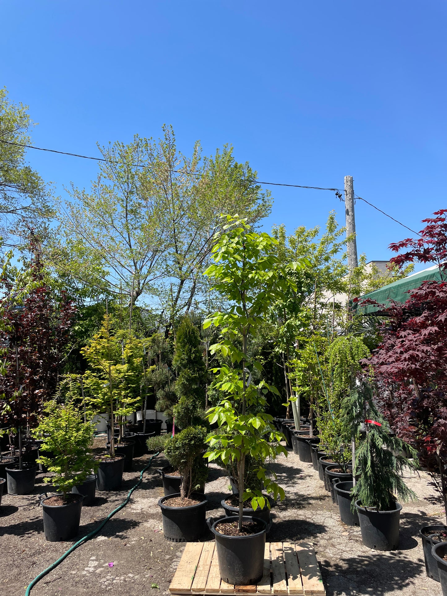 American Beech Tree: Fagus grandifolia - 16 Inch Pot - 7+ Foot Tall