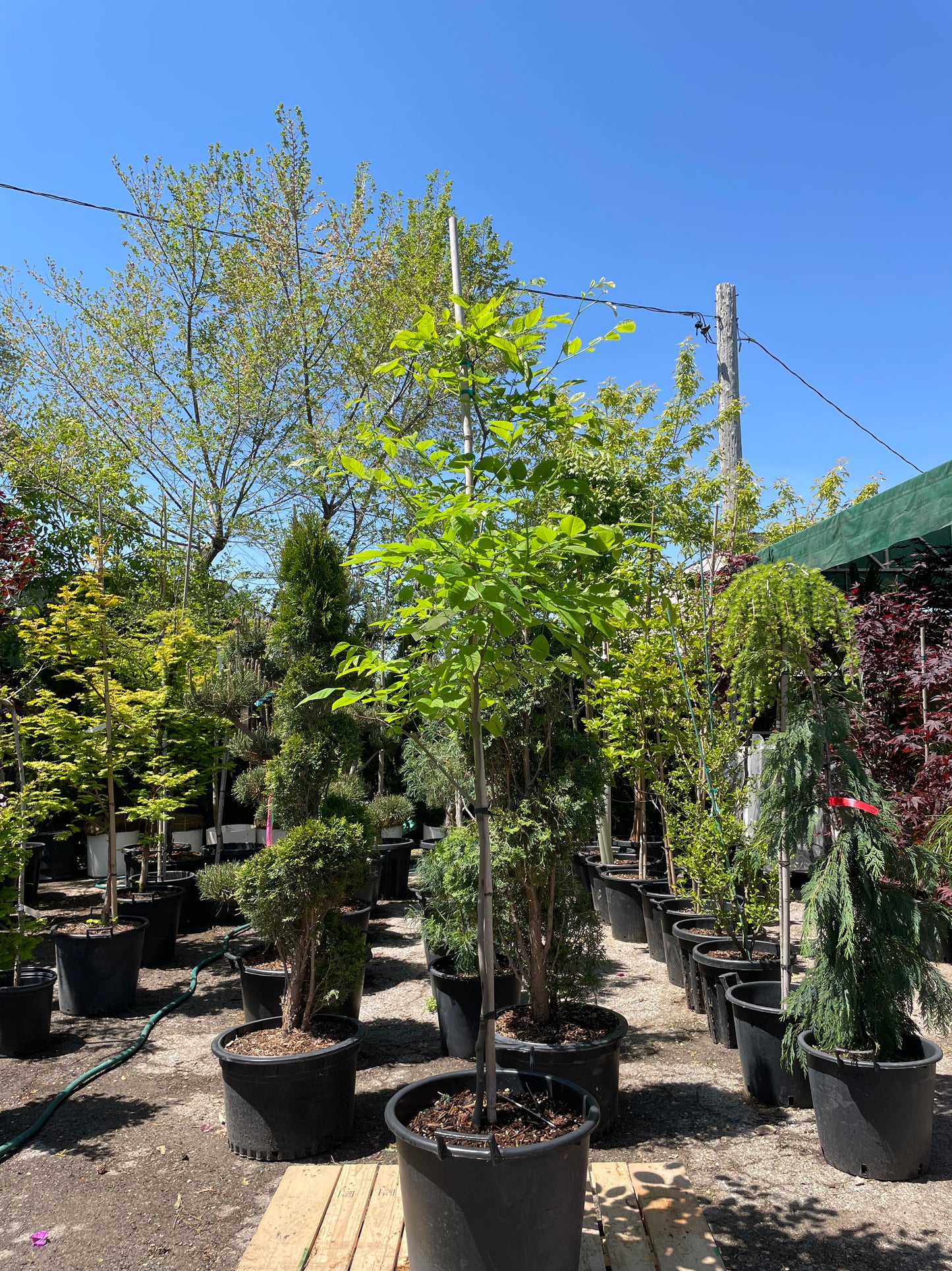 Yellowwood Tree: Cladrastis lutea