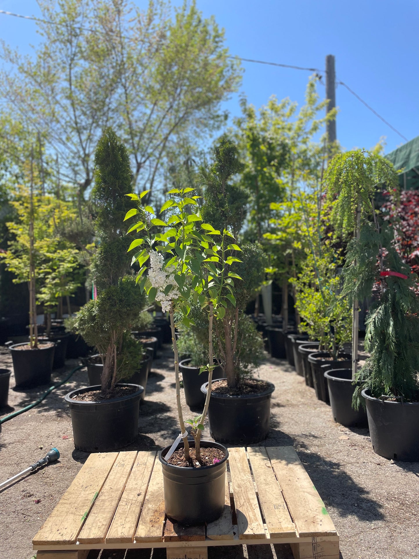 Madame Lemoine White Lilac: Syringa - 3GAL Pot