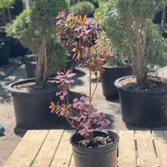 Royal Purple Smokebush: Cotinus coggygria - 2GAL Pot