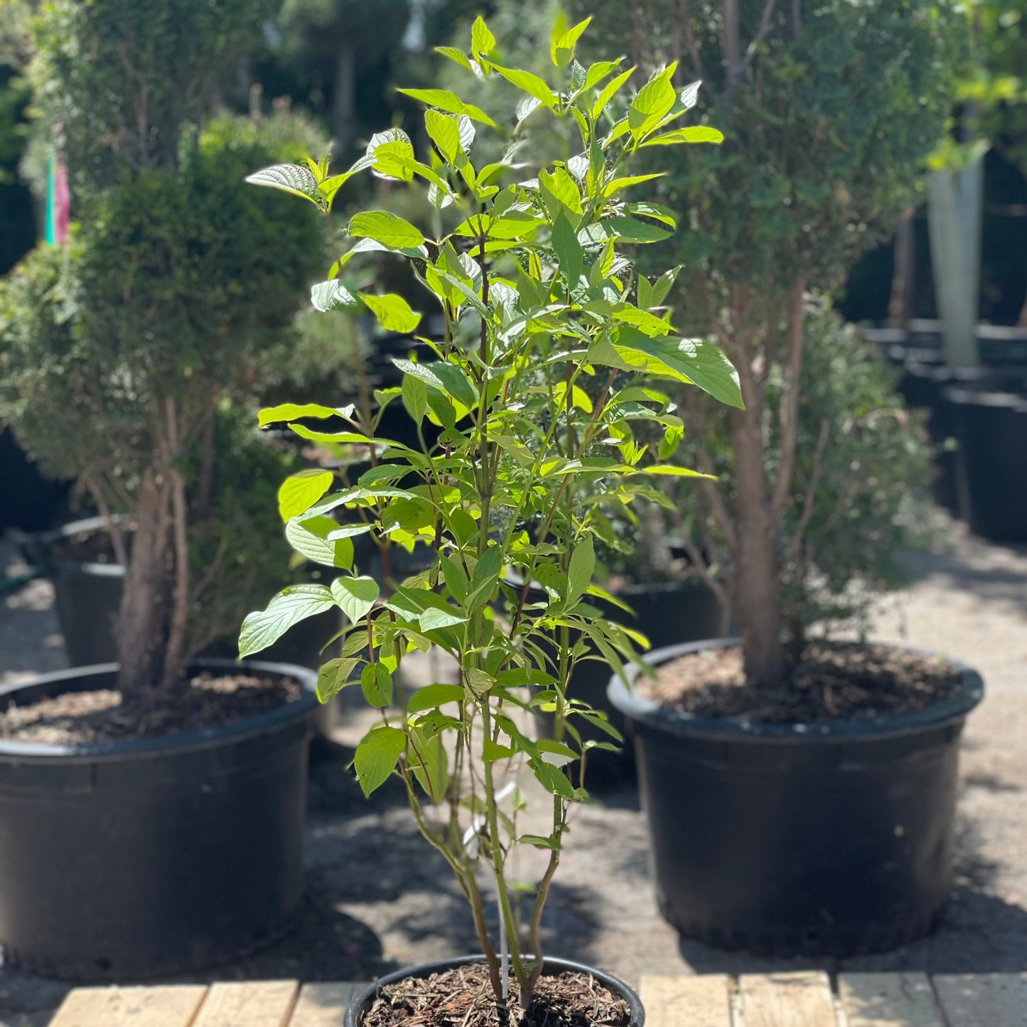 Red Osier Dogwood: Cornus sericea