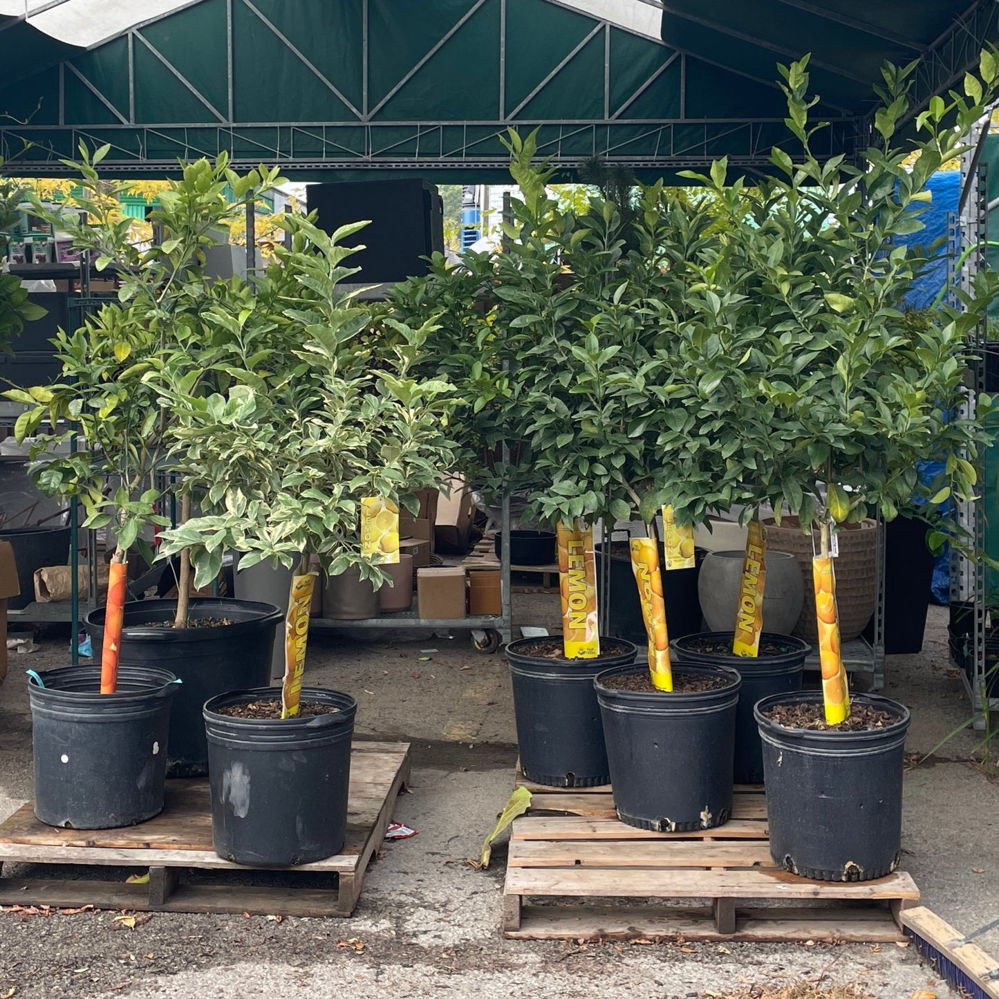 Lemon Tree: Citrus limon - 16 inch pot - 5-5.5 foot tall