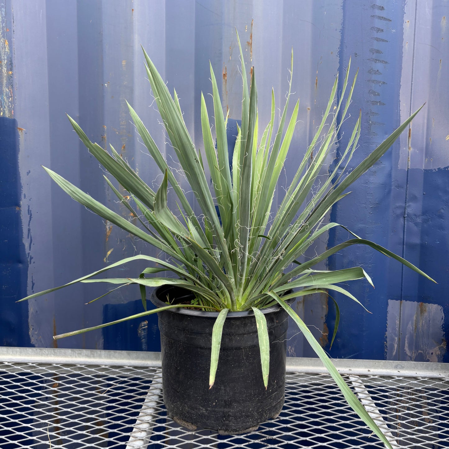 Excalibur Adam's Needle: Yucca filamentosa - 3GAL Pot
