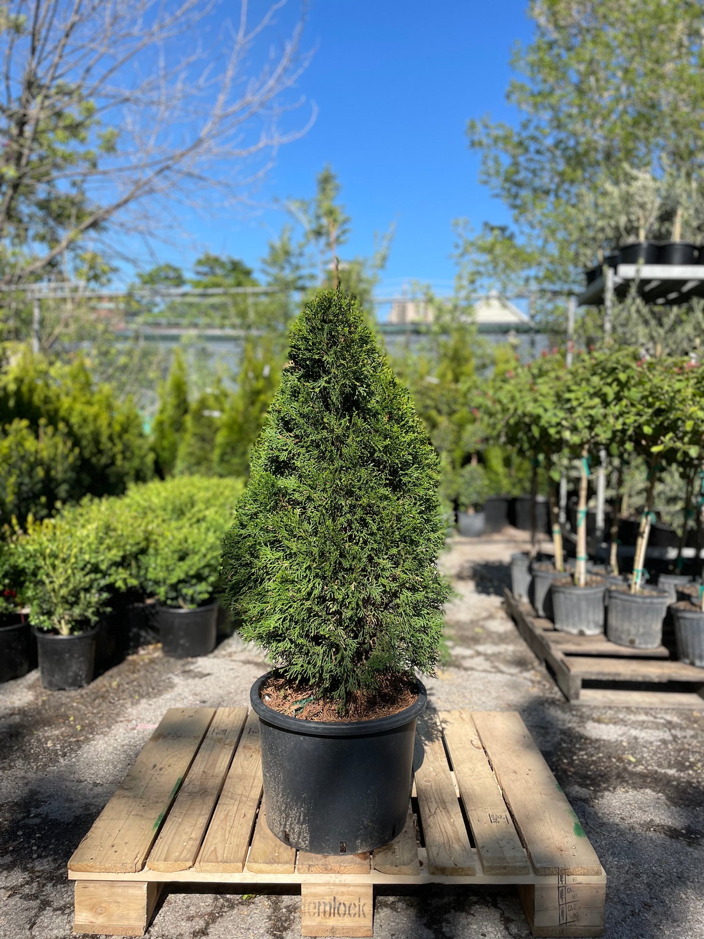 Emerald Cedar: Thuja occidentalis 'Emerald'