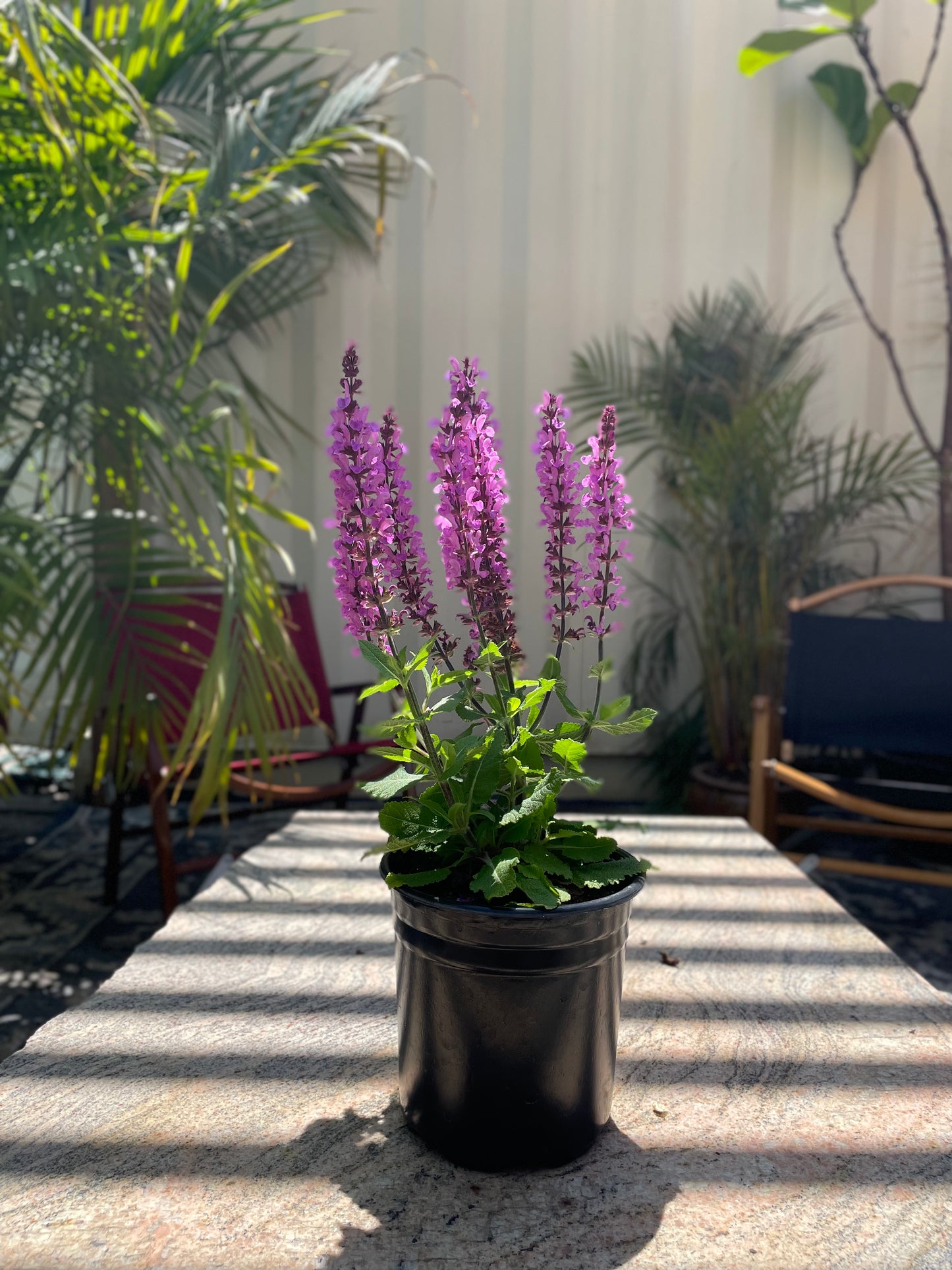 Rose Marvel: Salvia nemorosa - 1GAL Pot