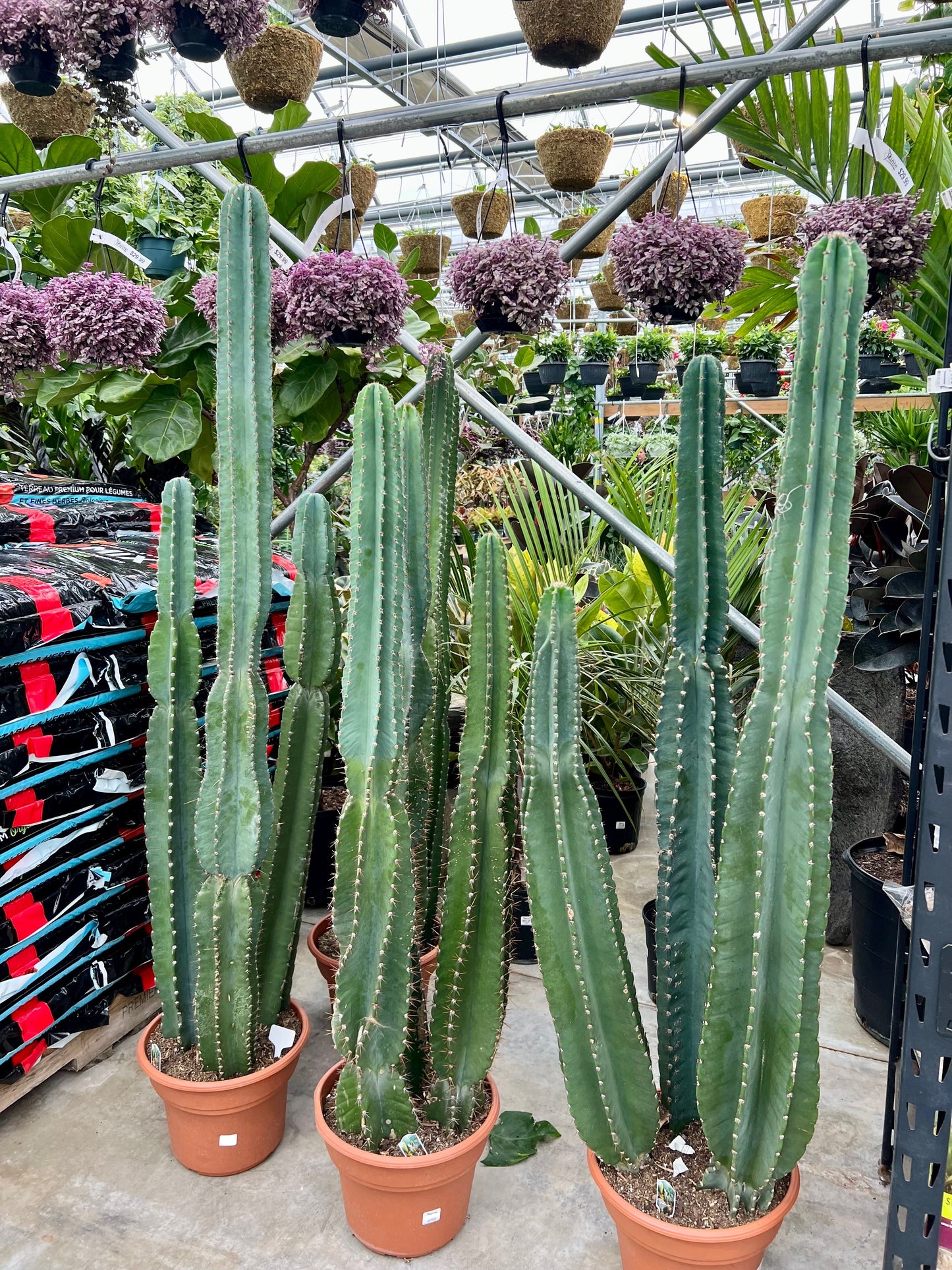 Peruvian Apple Cactus: Cereus repandus - 12 inch pot - 5-5.5 foot tall — indoor plant — indoor plant for sale by Promise Supply for delivery and pickup in Toronto.