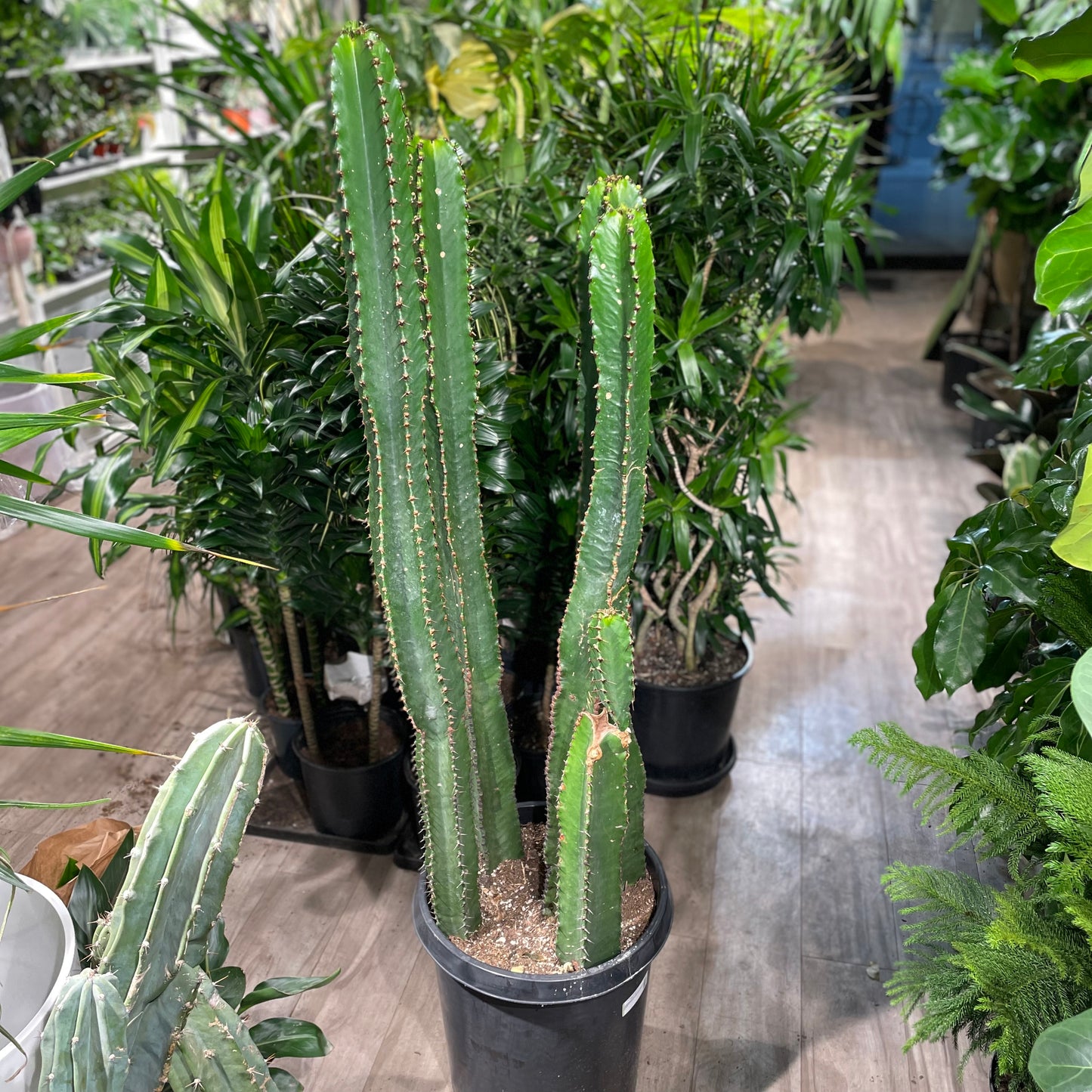 Chocolate Drop Cactus: Euphorbia ingens - 16 inch pot - 5 foot tall — indoor plant — indoor plant for sale by Promise Supply for delivery and pickup in Toronto.