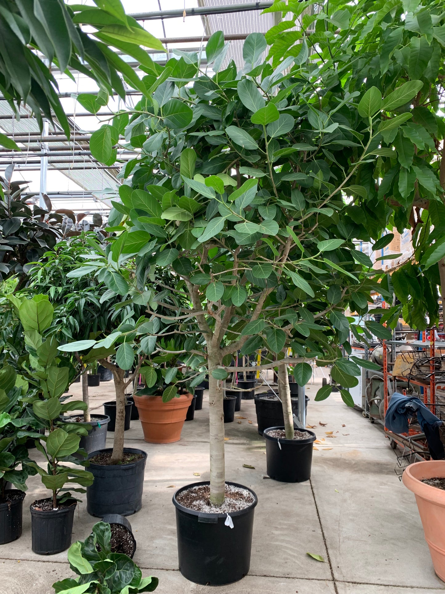 Ficus Audrey: Ficus benghalensis - 17 inch pot - 6-7+ foot tall
