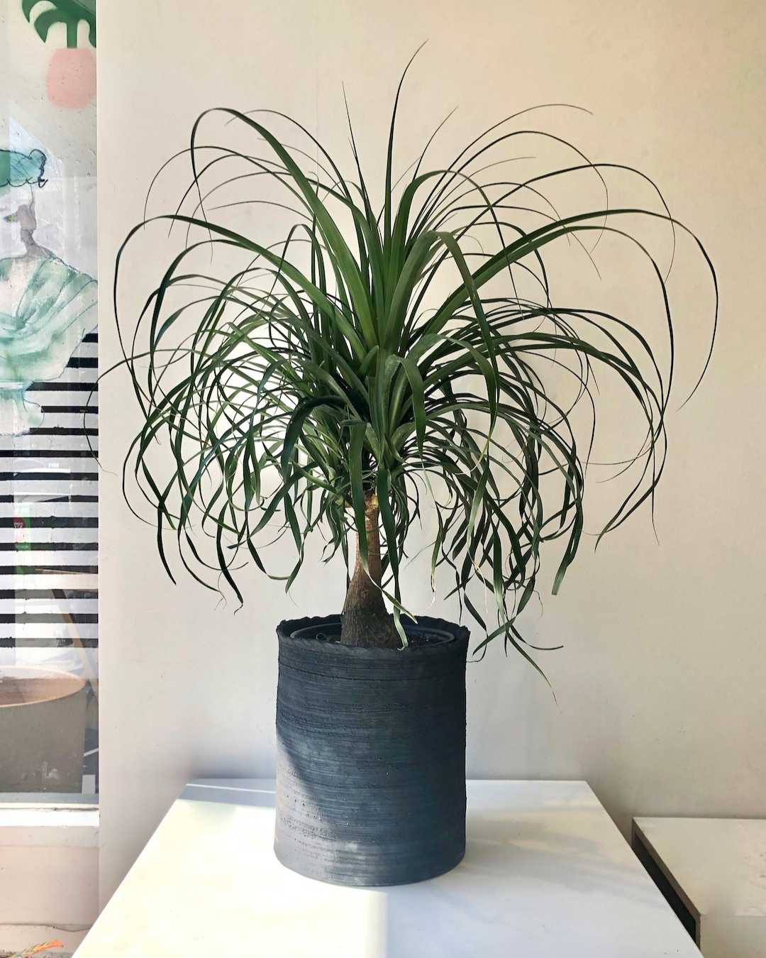 Ponytail Palm: Beaucarnea recurvata - 10 inch pot - 2-3 foot tall
