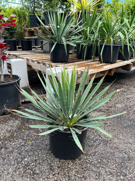 Excalibur Adam's Needle: Yucca filamentosa - 3GAL Pot