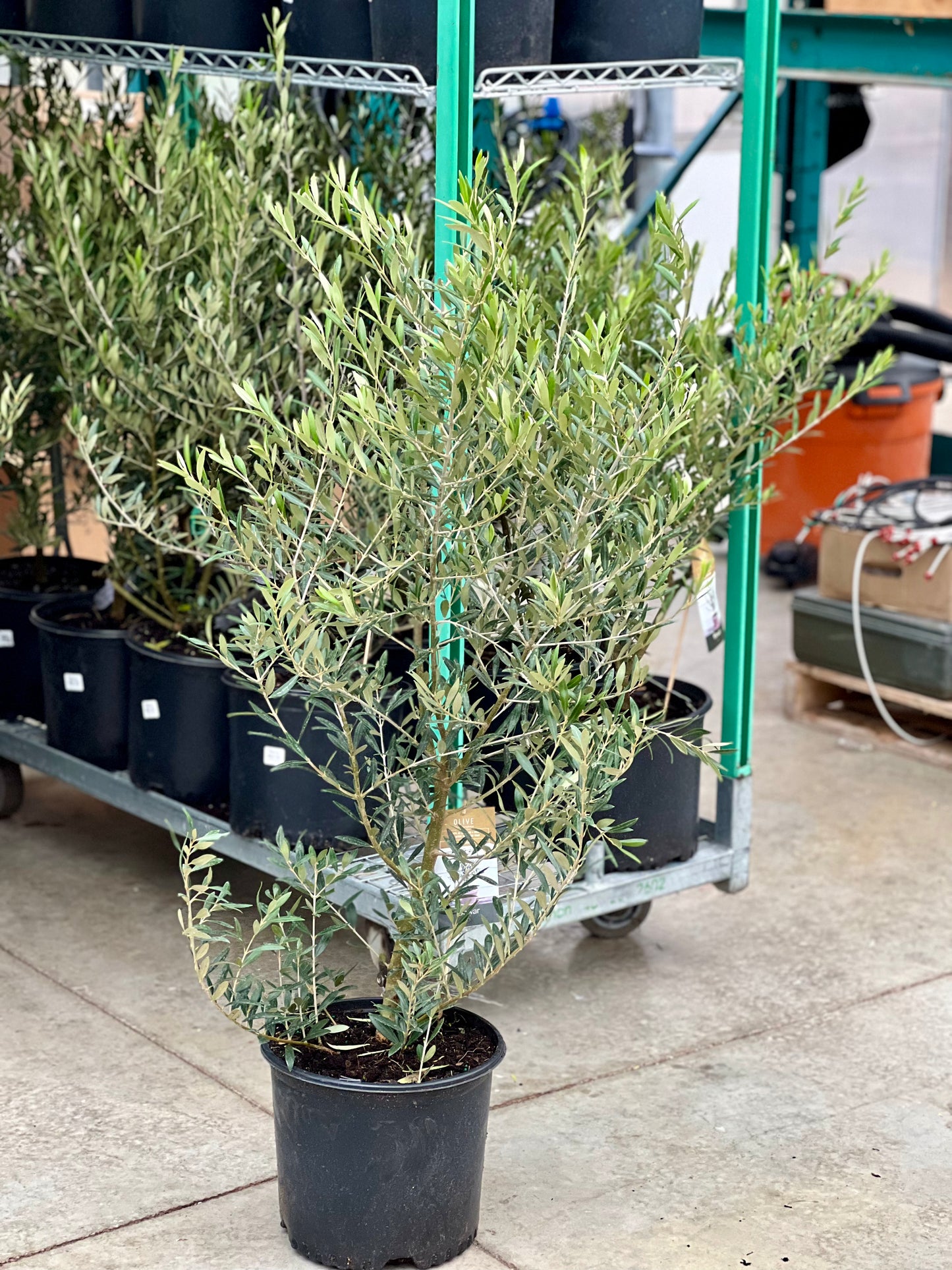 Olive Tree: Olea europaea 'Arbequina' - 10-12 inch pot - 3-3.5 foot tall