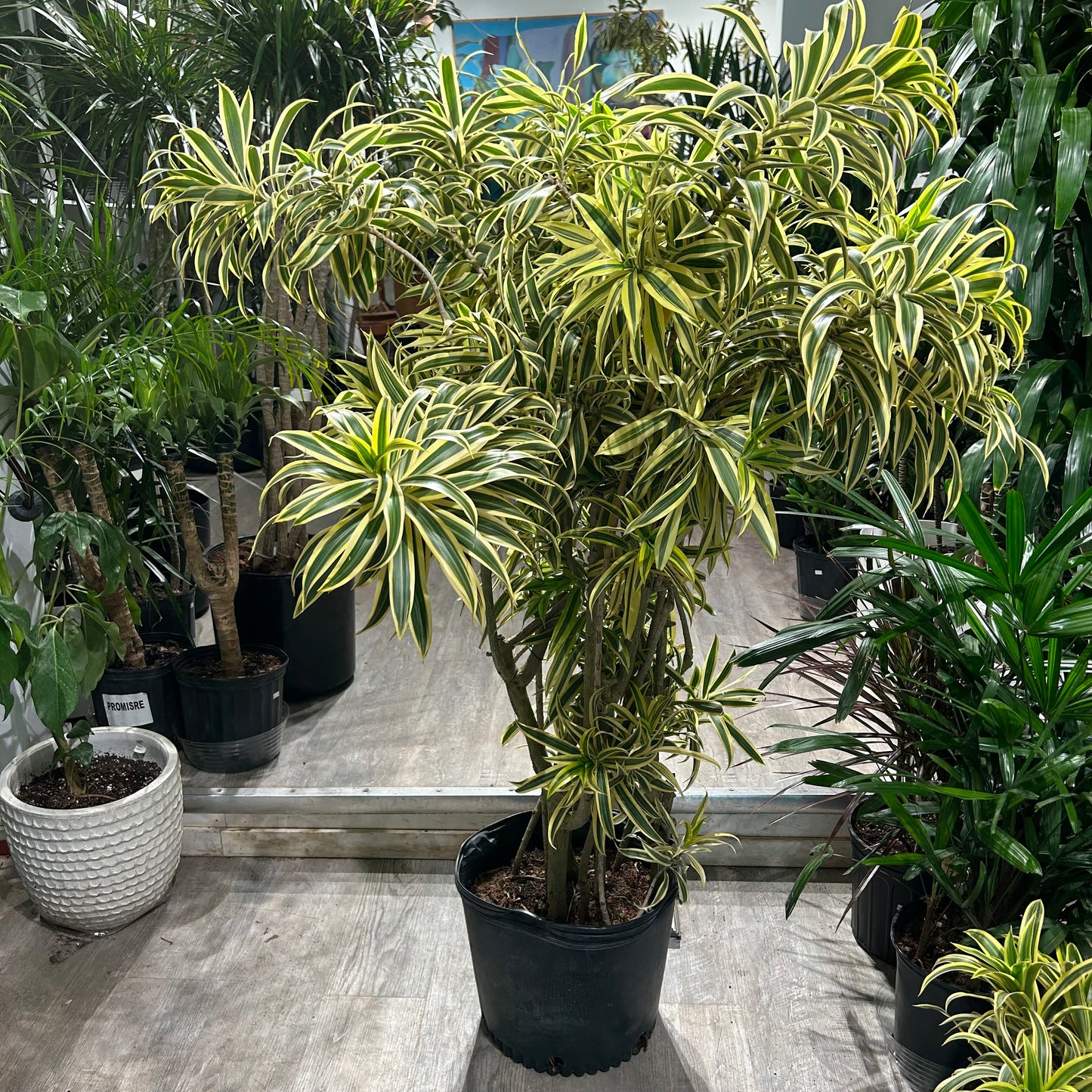 Song of India Cane: Dracaena reflexa - 14 inch pot - 5 foot tall