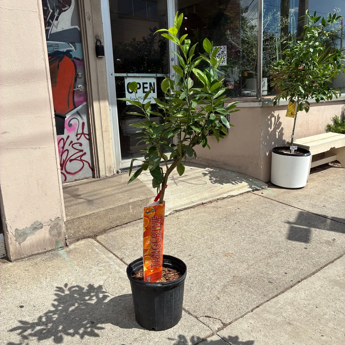 Satsuma Tangerine Tree: Citrus unshiu - 12 inch pot - 4-5 foot tall