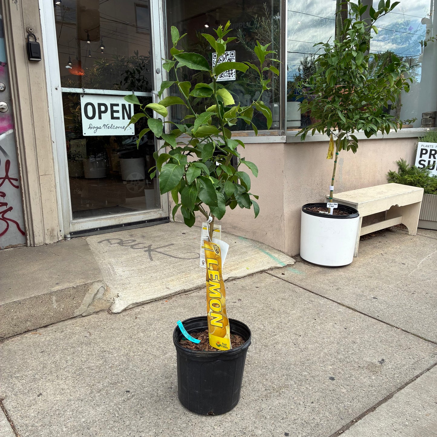 Lemon Tree: Citrus limon - 12 inch pot - 3-5 foot tall