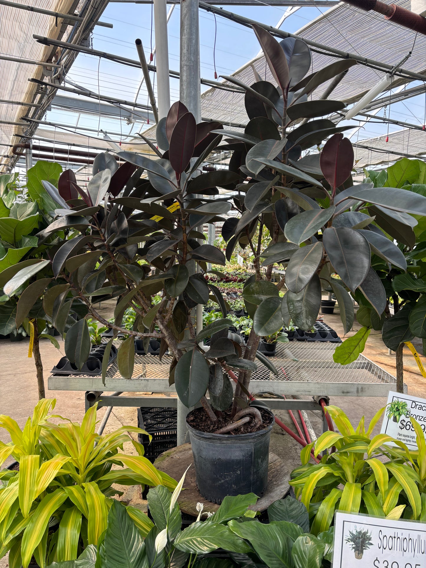 Burgundy Rubber Bush Specimen: Ficus elastica - 14 inch pot - 5-6 foot tall