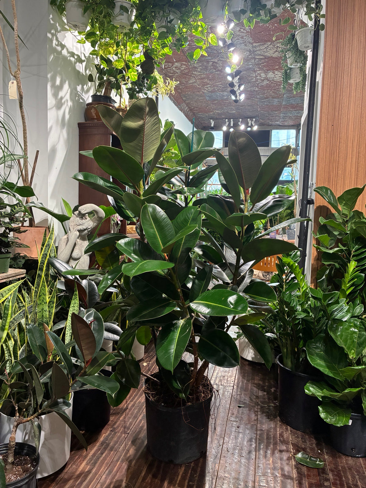 Green Rubber Bush: Ficus elastica - 14 inch pot - 5 foot tall
