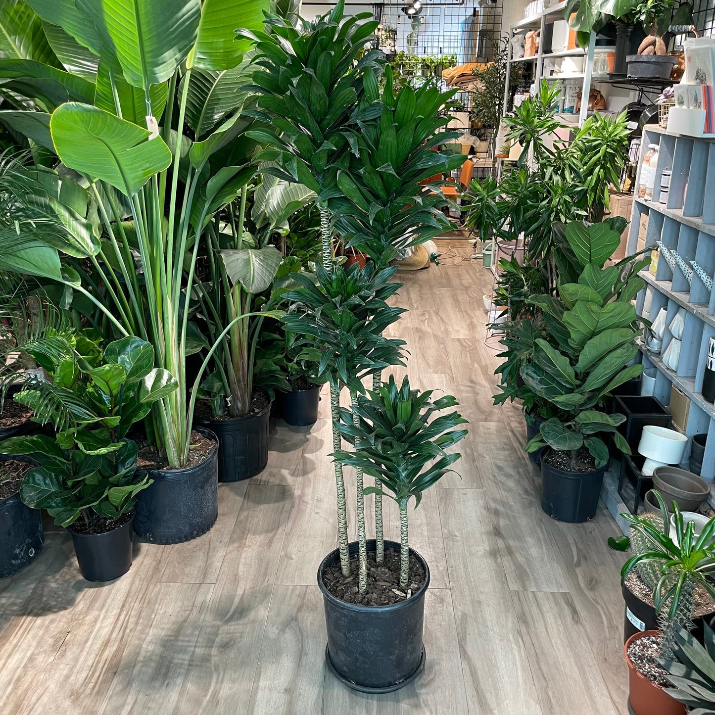 Staggered Janet Craig: Dracaena fragrans 'Compacta' - 14 inch pot - 6 foot tall — indoor plant — indoor plant for sale by Promise Supply for delivery and pickup in Toronto.
