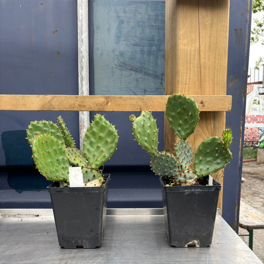 Cold Hardy Eastern Prickly Pear: Opuntia humifusa - 1L Pot