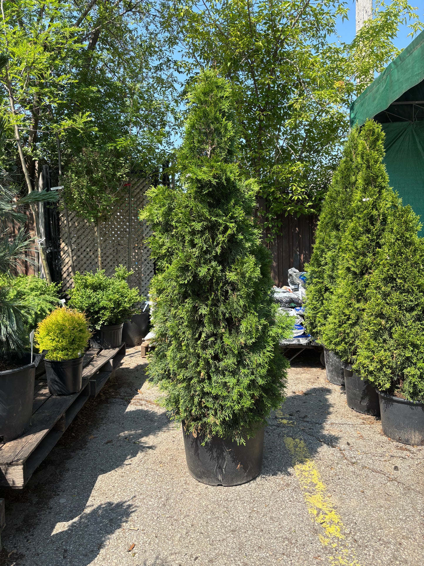 Emerald Cedar: Thuja occidentalis 'Emerald'
