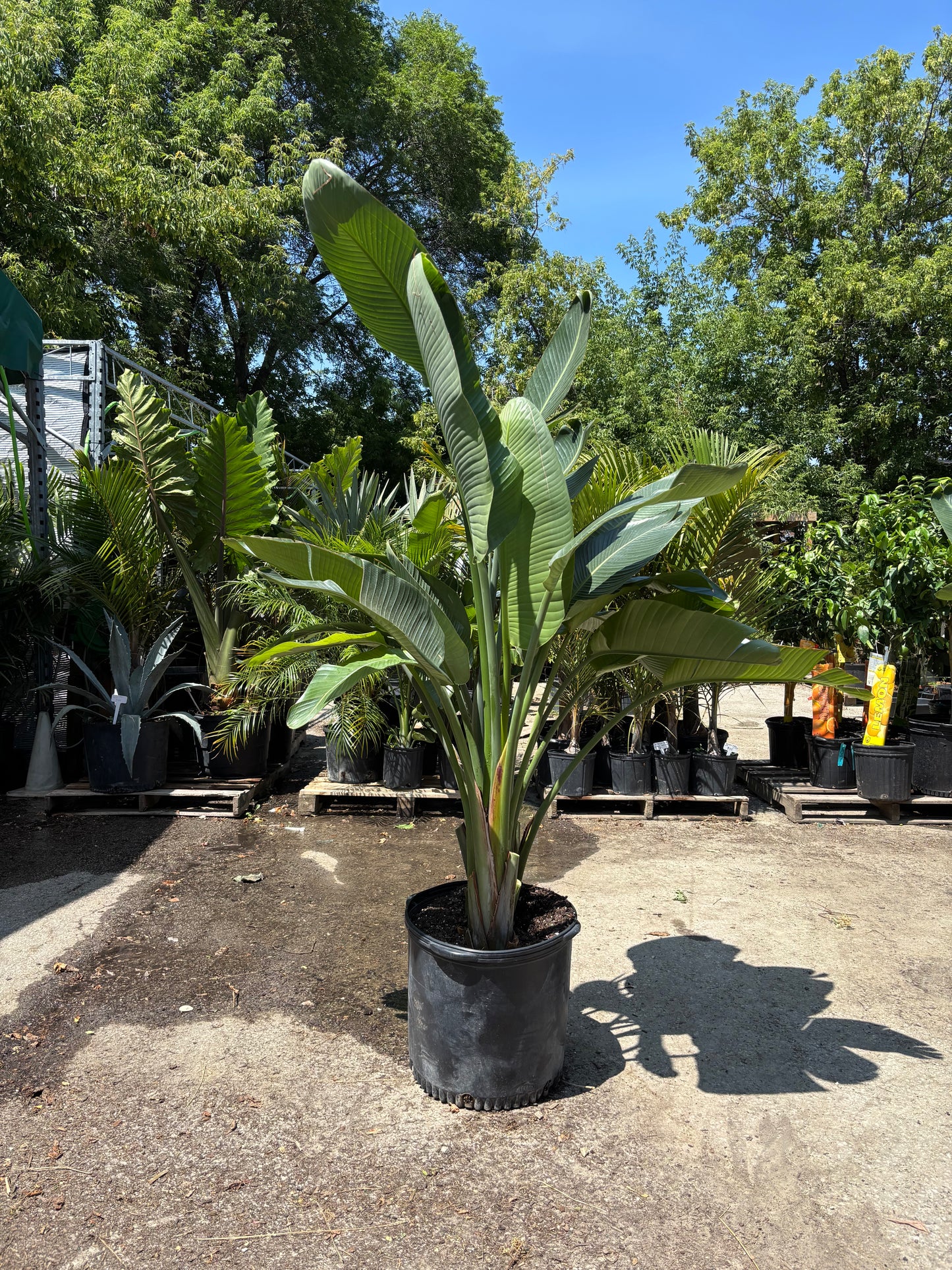 White Bird of Paradise: Strelitzia nicolai - 17 inch pot - 6-10 foot tall