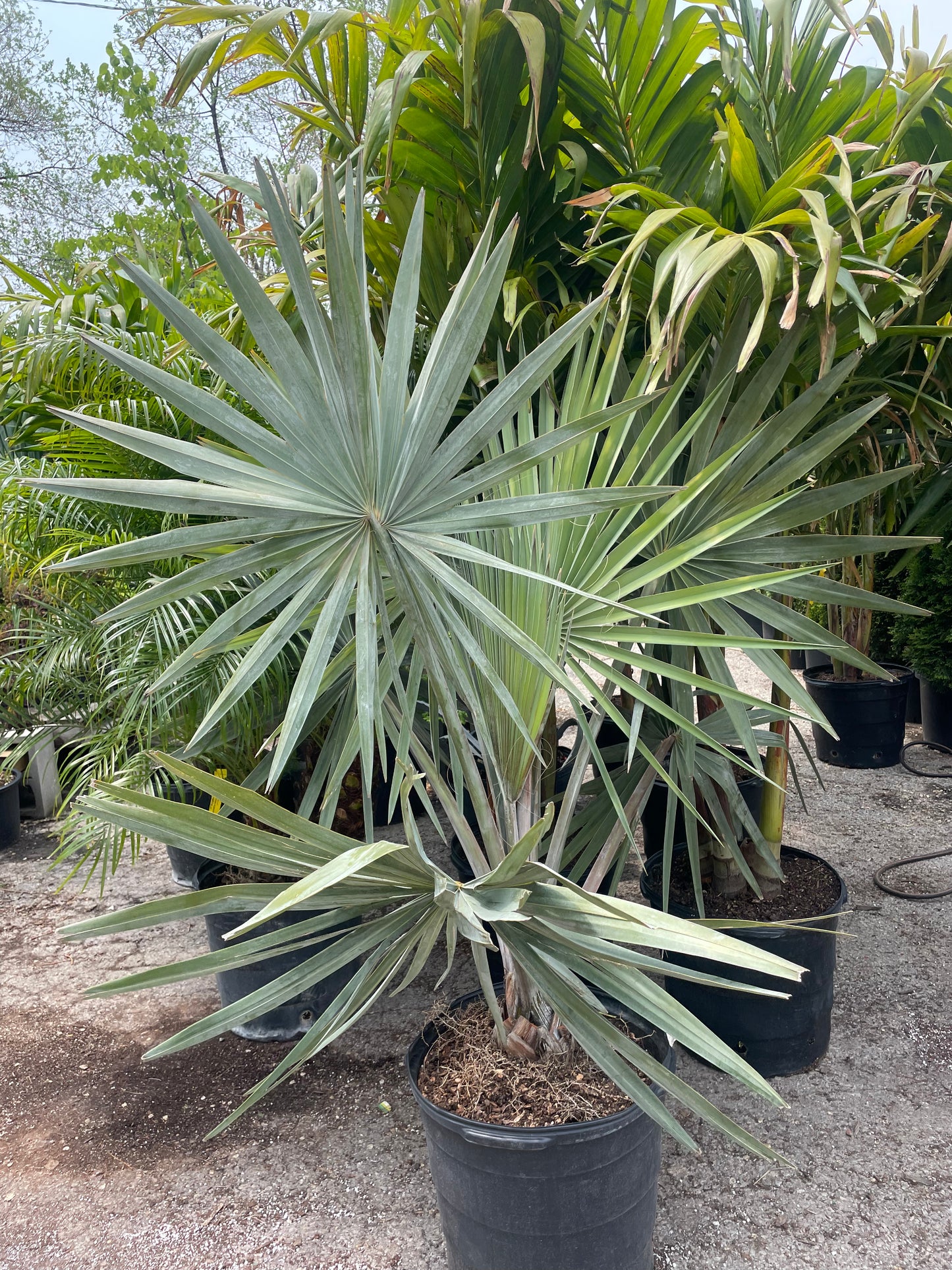 Silver Fan Palm: Bismarckia nobilis - 17 inch pot - 4-6 foot tall