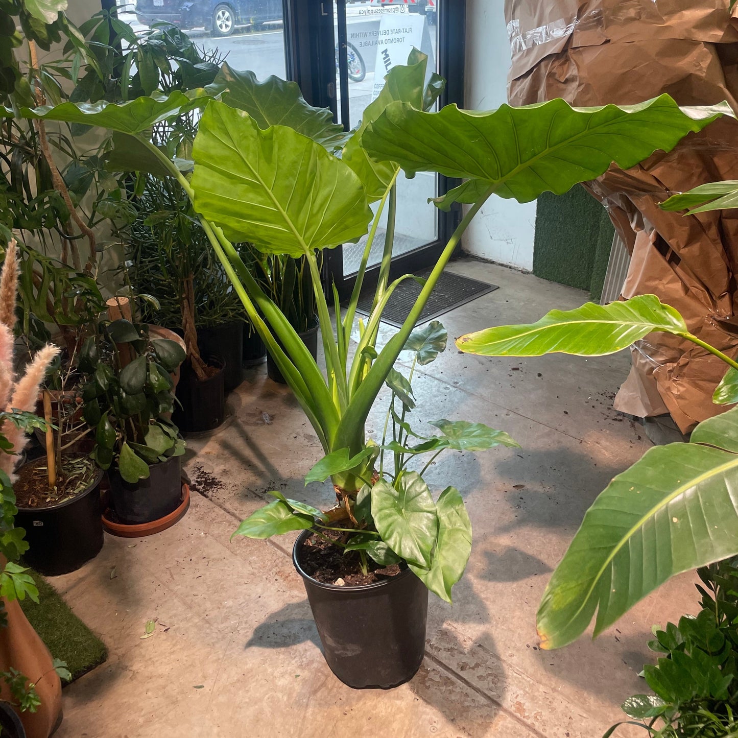 Giant Upright Elephant Ear: Alocasia 'Calidora' - 12 inch pot - 4-5 Foot tall