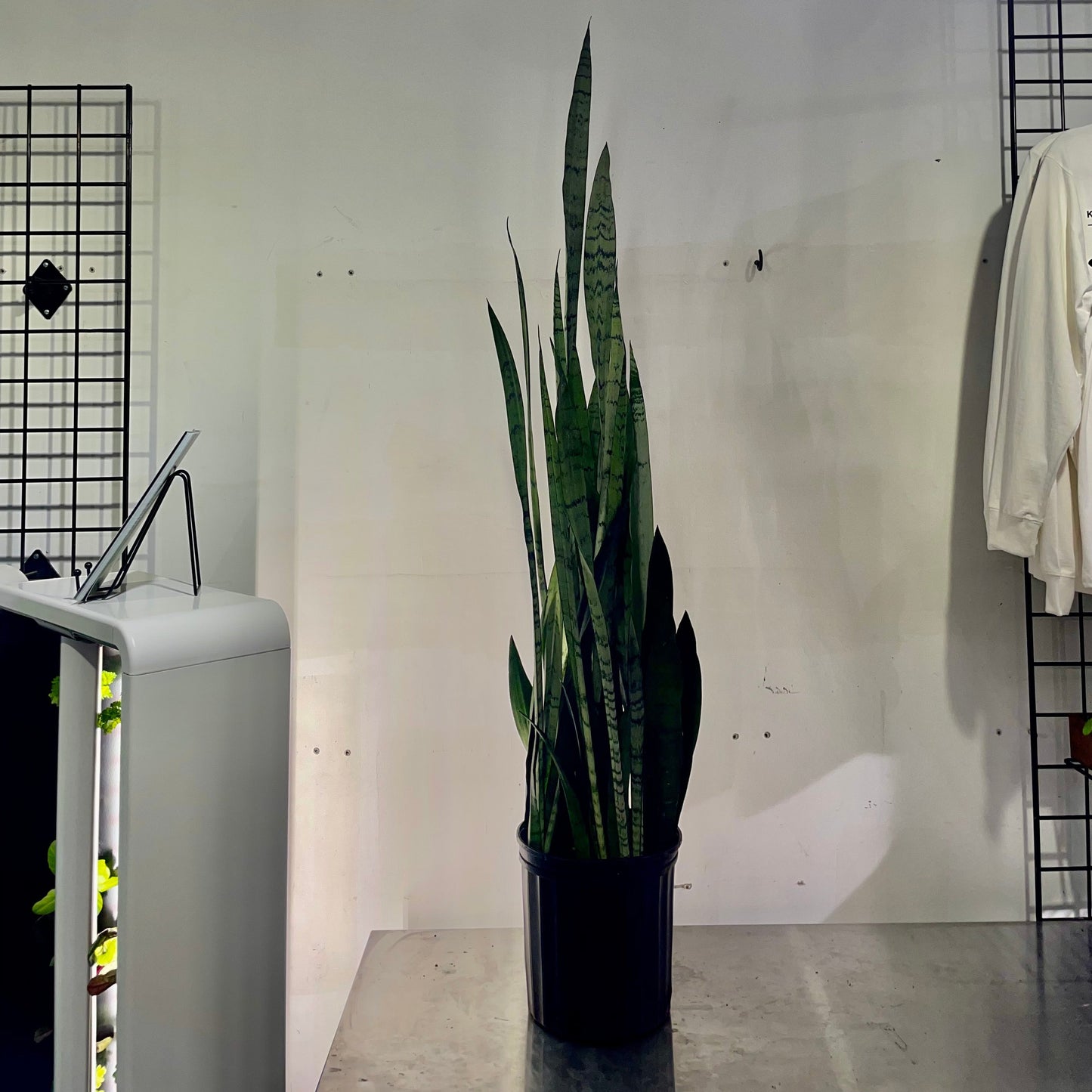 Spearmint Snake Plant: Sansevieria trifasciata - 10 inch pot - 3-4 foot tall — indoor plant — indoor plant for sale by Promise Supply for delivery and pickup in Toronto.